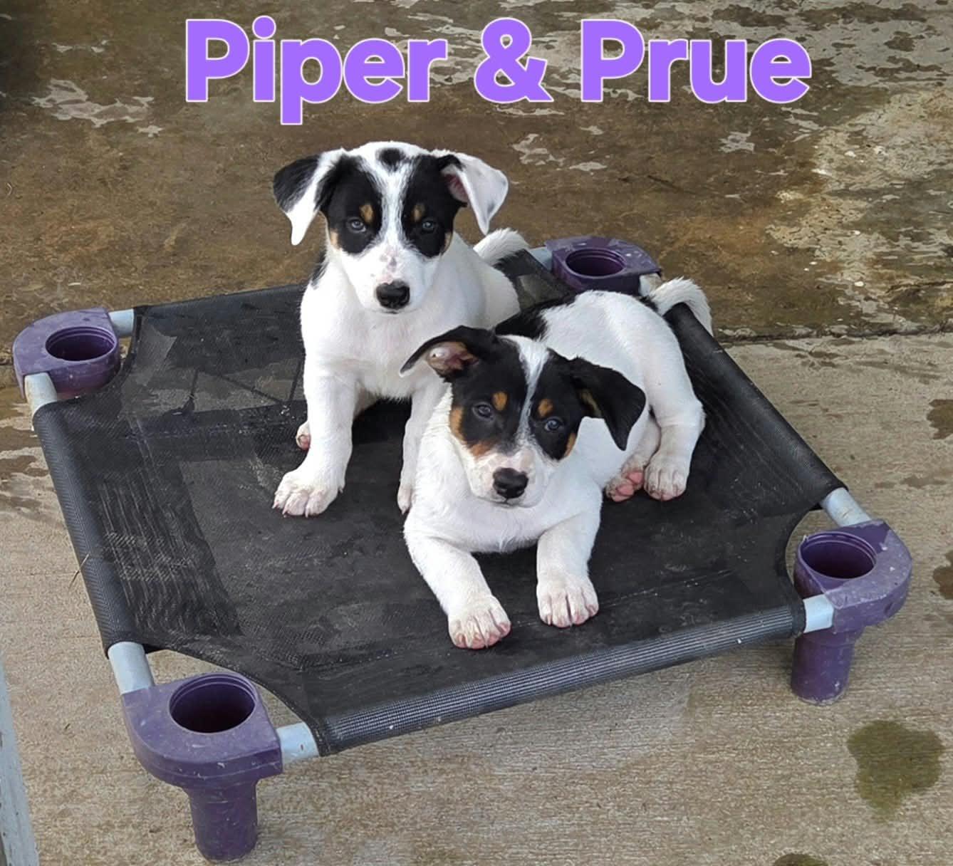 Enlarge Prue, a Adopted mixed breed in Grove, OK image 2/4