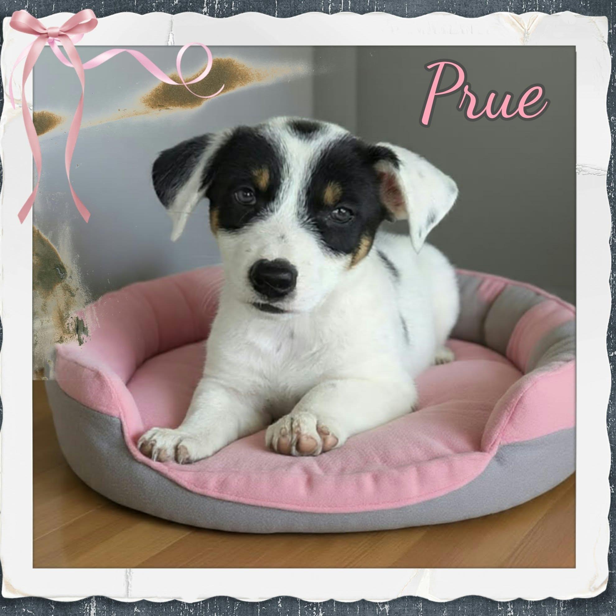 Enlarge Prue, a Adopted mixed breed in Grove, OK image 4/4