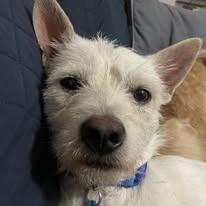 Enlarge Blizzard, a ADOPTABLE mixed breed in Miami, FL image 4/5