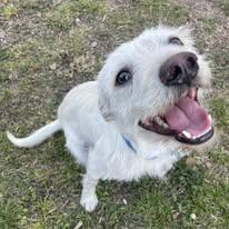 Enlarge Blizzard, a ADOPTABLE mixed breed in Miami, FL image 2/5