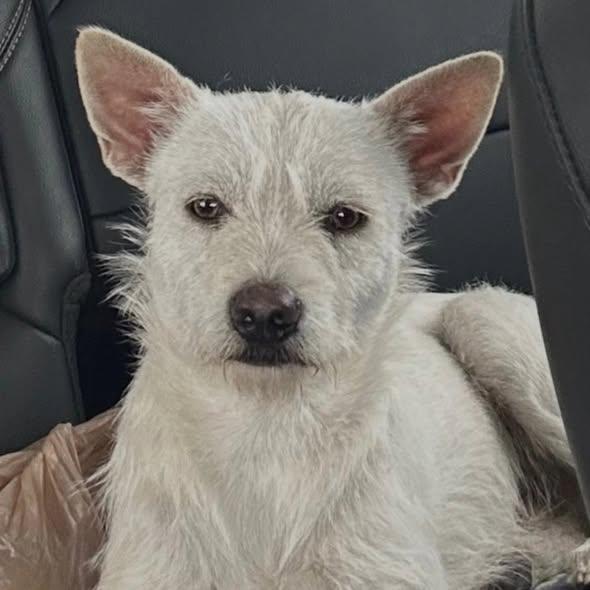 Enlarge Blizzard - FOSTER OR FOSTER TO ADOPT!!, a ADOPTABLE mixed breed in Miami, FL image 1/3