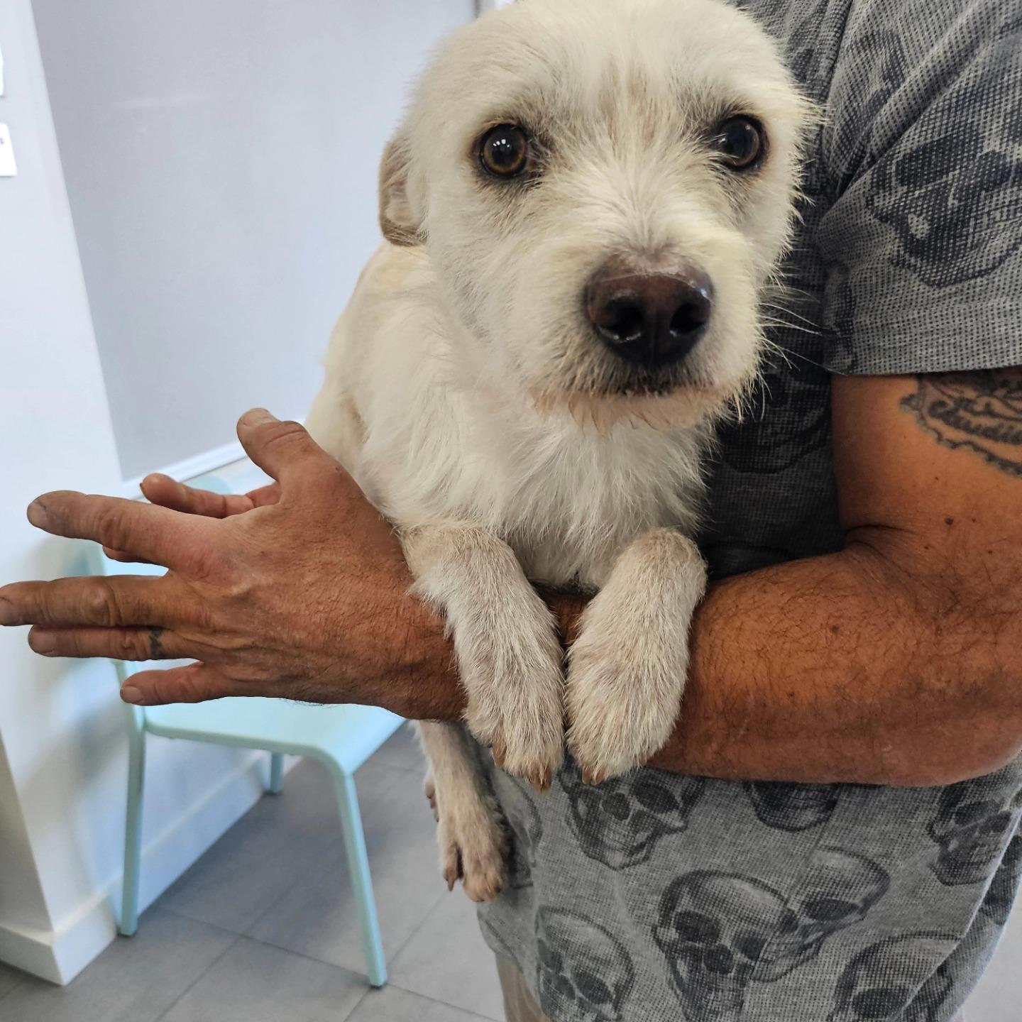 Enlarge Blizzard - FOSTER OR FOSTER TO ADOPT!!, a ADOPTABLE mixed breed in Miami, FL image 2/3