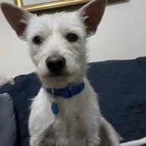 Enlarge Blizzard, a ADOPTABLE mixed breed in Miami, FL image 5/5