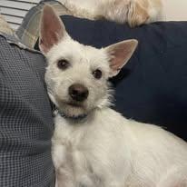 Enlarge Blizzard, a ADOPTABLE mixed breed in Miami, FL image 1/5