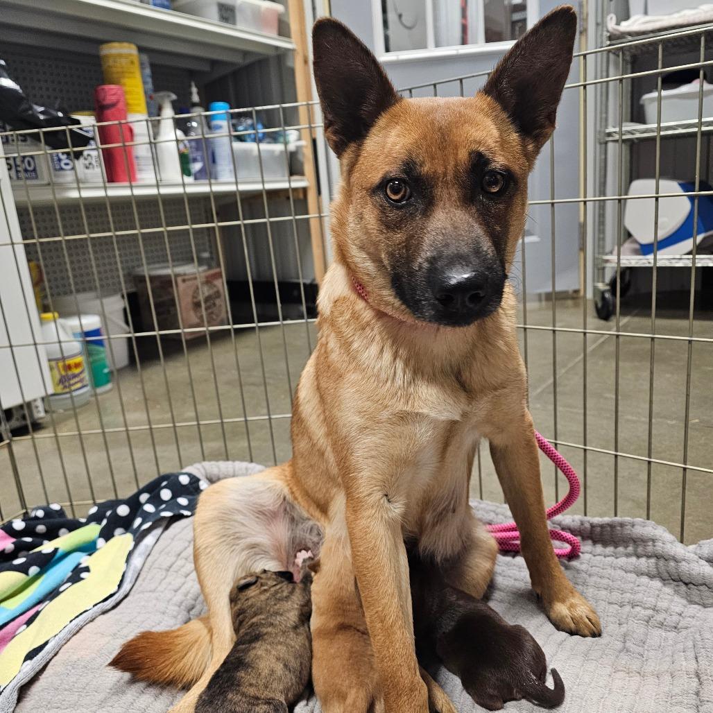 Enlarge Ginger, a Adoptable Mixed Breed in Bismarck, ND image 1/5
