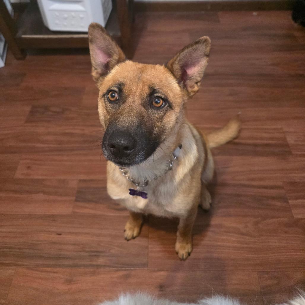 Enlarge Ginger, a Adoptable Mixed Breed in Bismarck, ND image 3/5