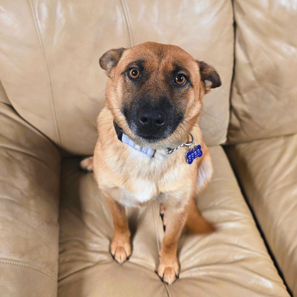 Enlarge Ginger, a Adoptable Mixed Breed in Bismarck, ND image 4/5