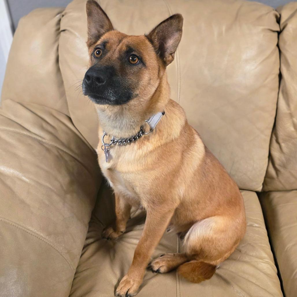 Enlarge Ginger, a Adoptable Mixed Breed in Bismarck, ND image 5/5