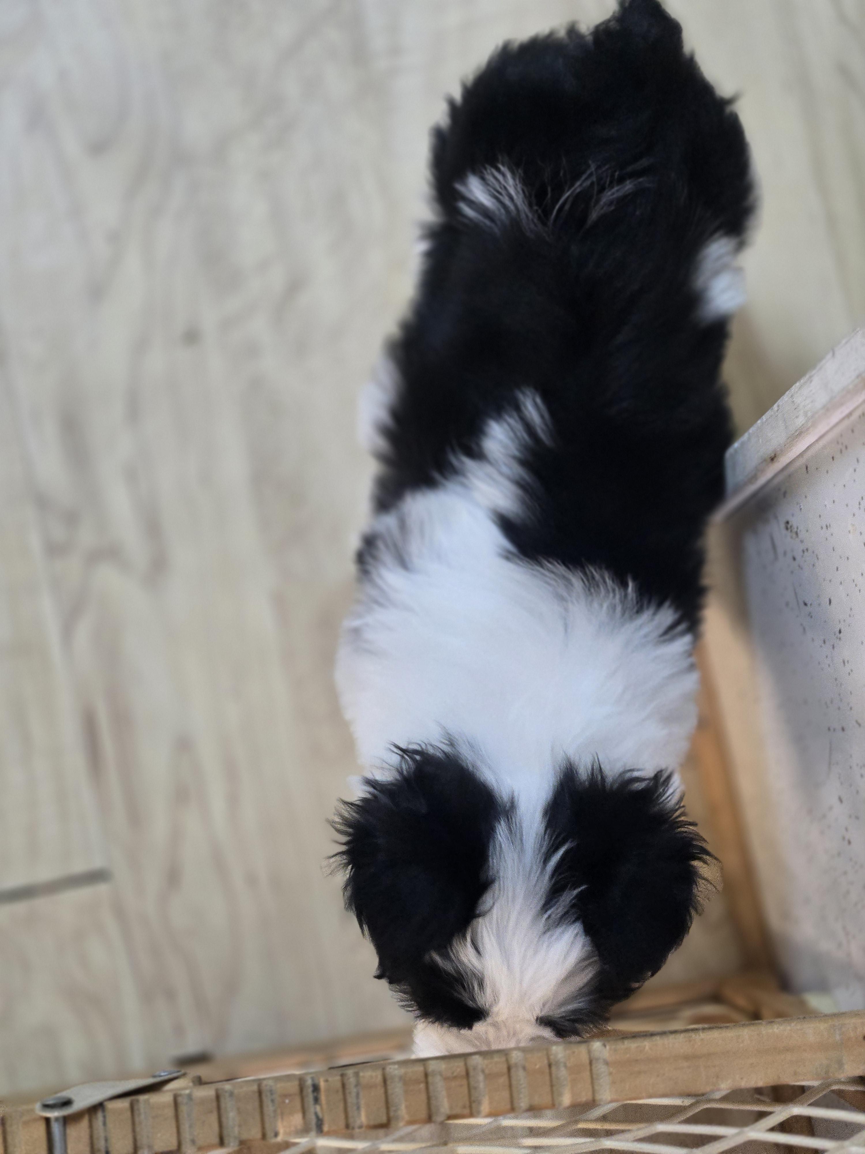 Enlarge Velma, a ADOPTABLE mixed breed in Laurel, MT image 4/4