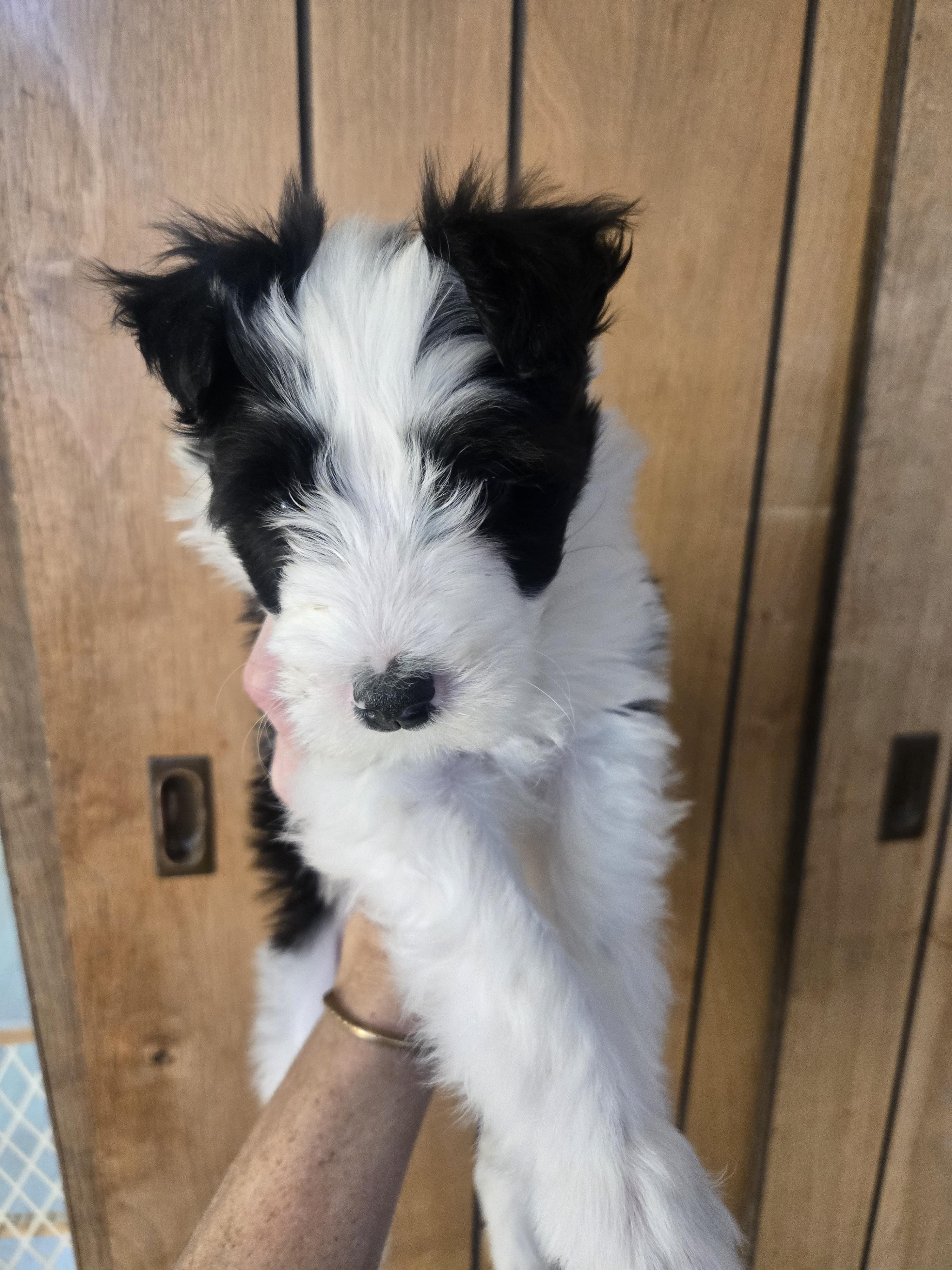 Enlarge Velma, a ADOPTABLE mixed breed in Laurel, MT image 3/4