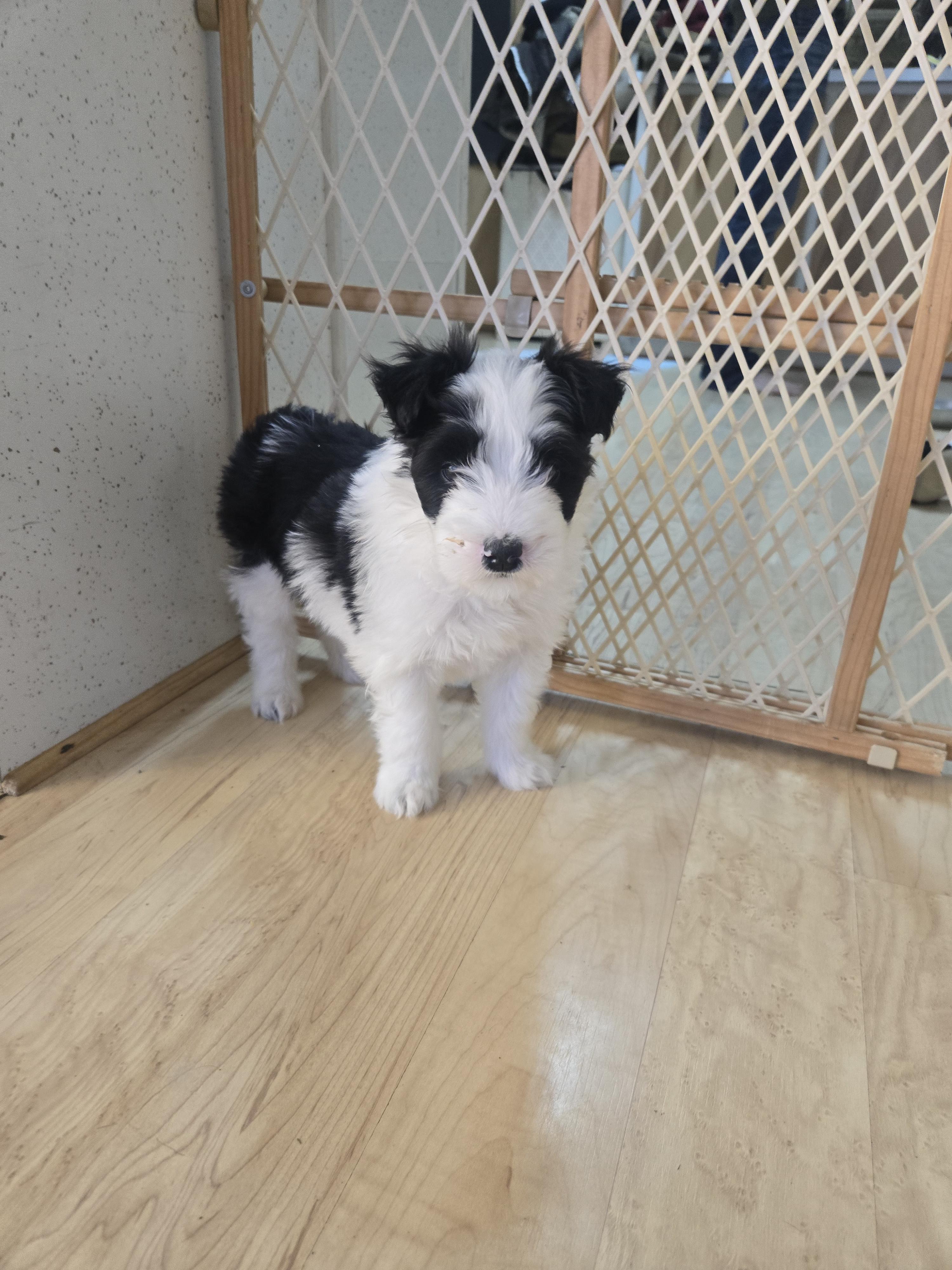 Enlarge Velma, a ADOPTABLE mixed breed in Laurel, MT image 1/4