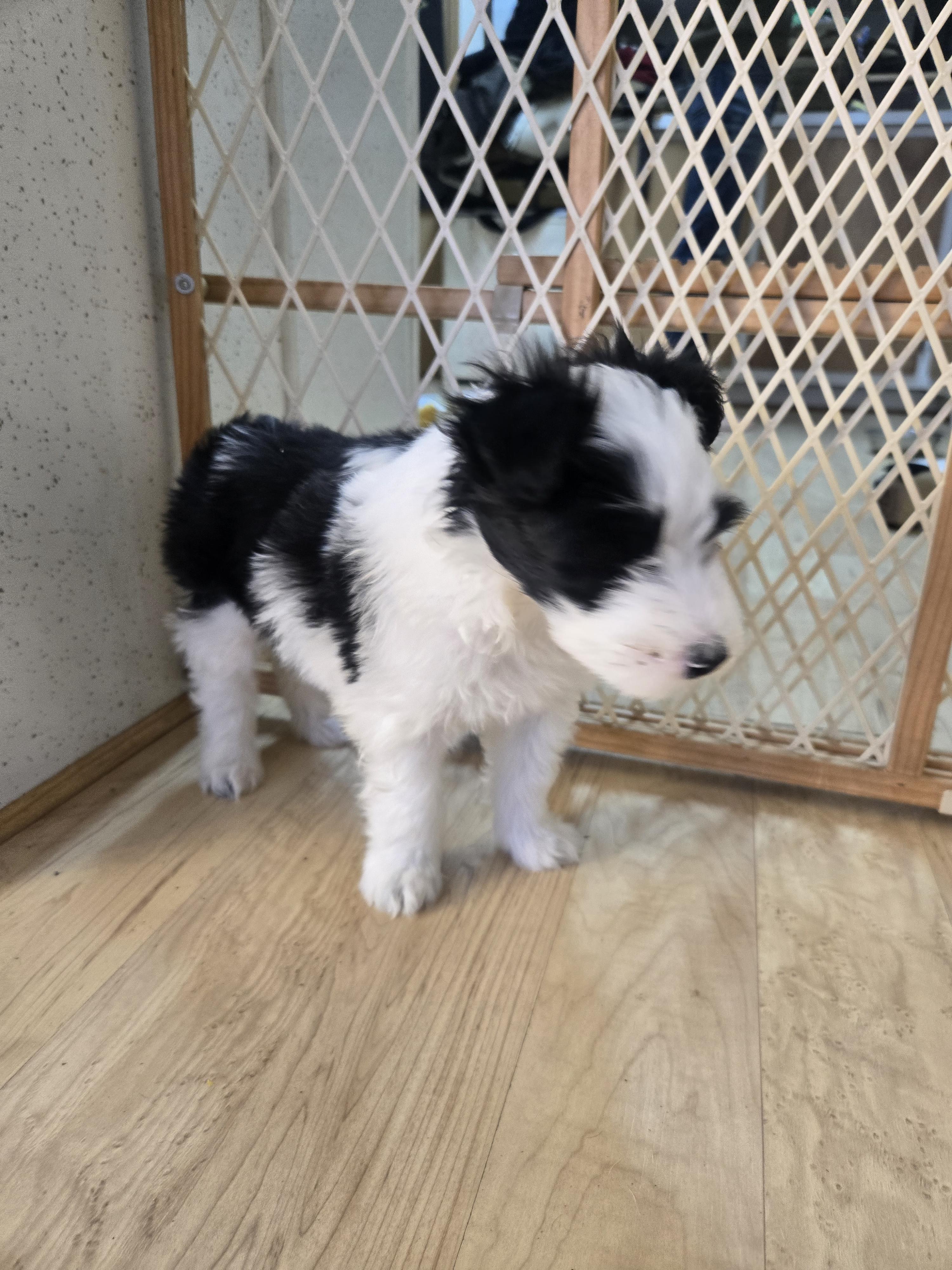 Enlarge Velma, a ADOPTABLE mixed breed in Laurel, MT image 2/4