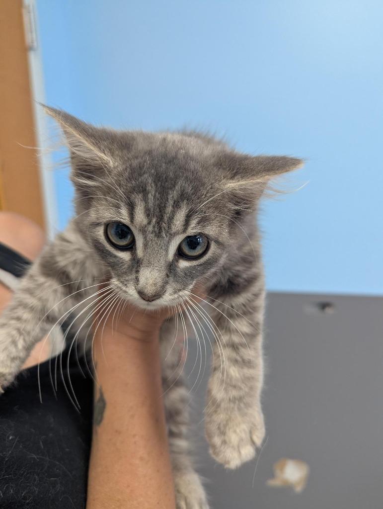 Pearl, Adoptable, Kitten Female Domestic Medium Hair.