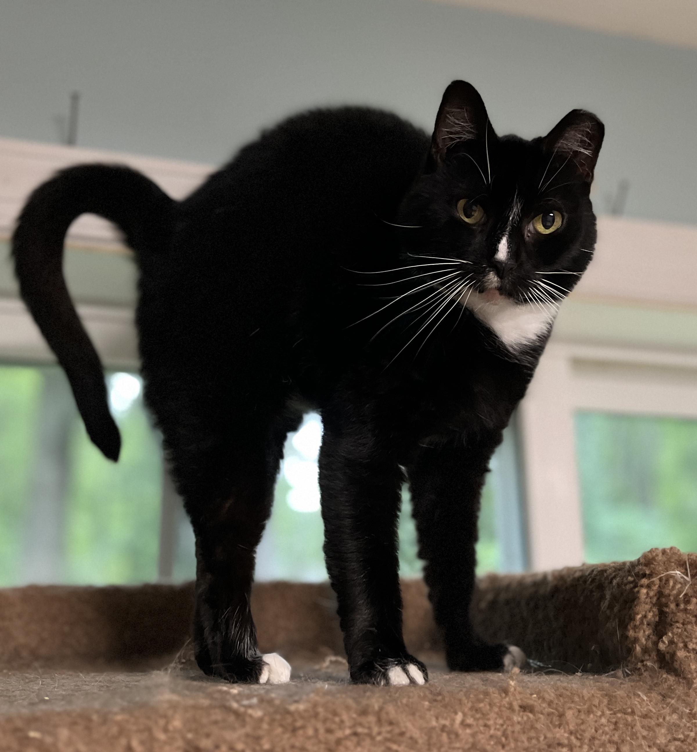 NIMBLE NADINE, Adoptable, Adult Female Domestic Short Hair.