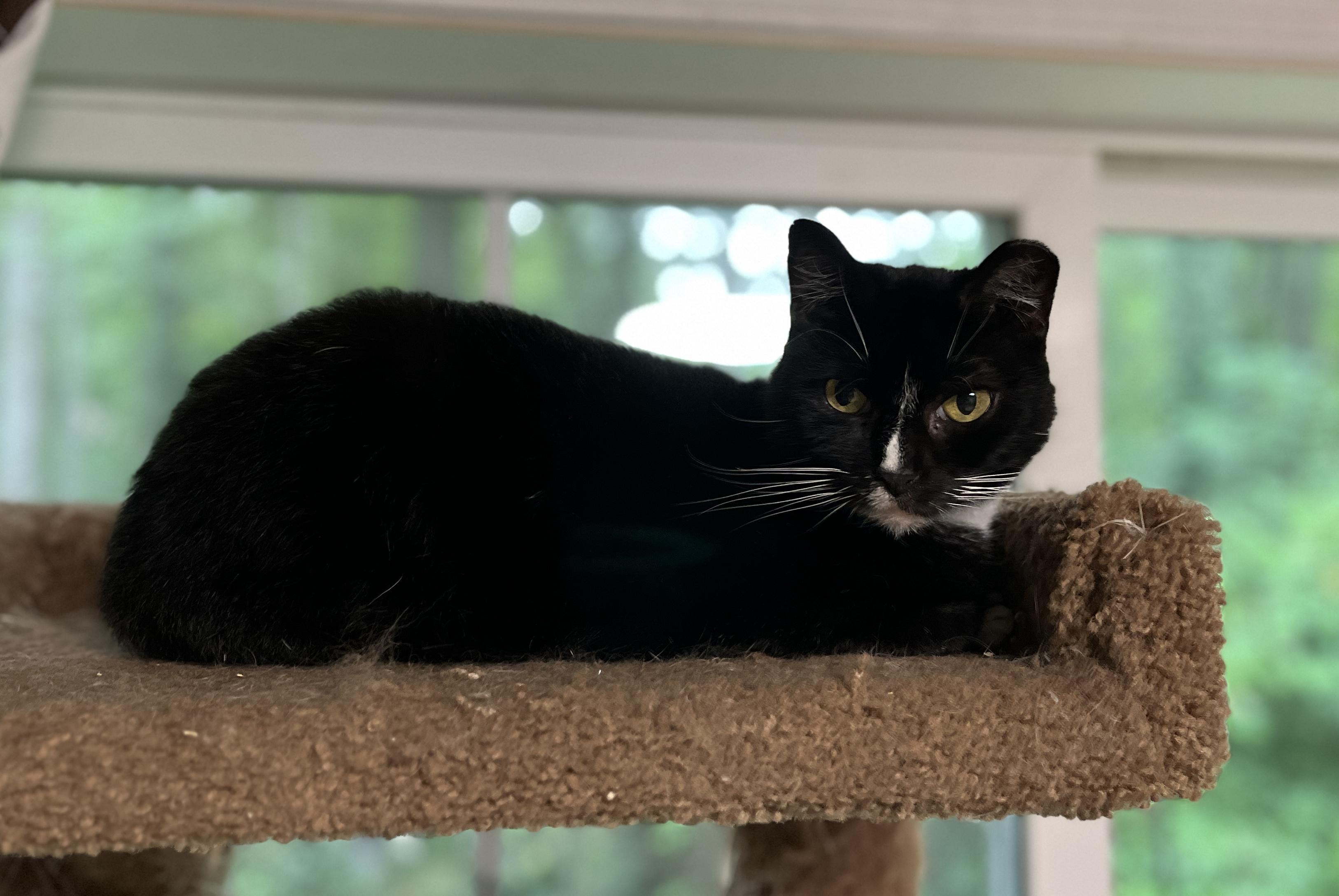 Enlarge NIMBLE NADINE, a Adoptable Domestic Short Hair in Spotsylvania, VA image 2/5