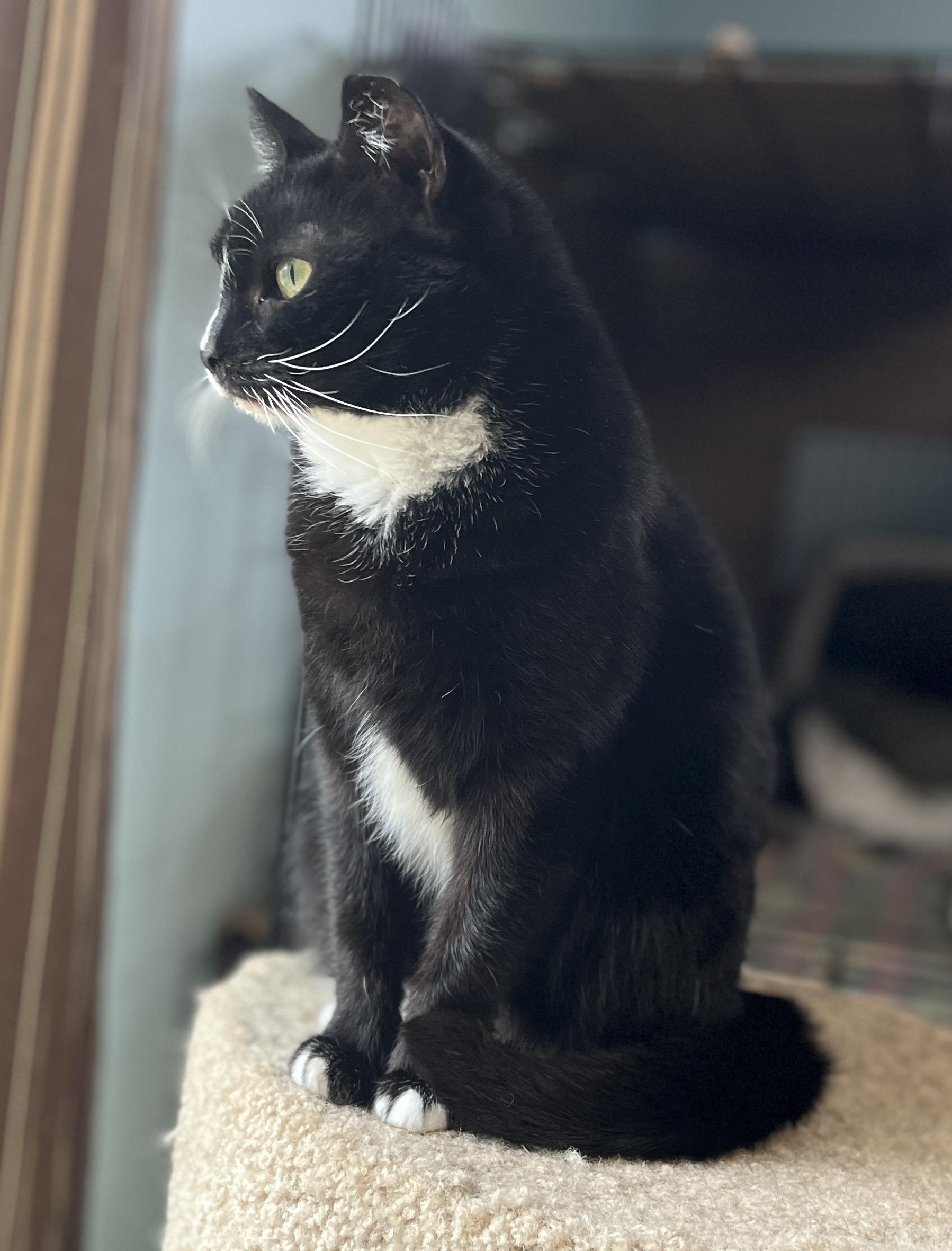 Enlarge NIMBLE NADINE, a Adoptable Domestic Short Hair in Spotsylvania, VA image 4/5