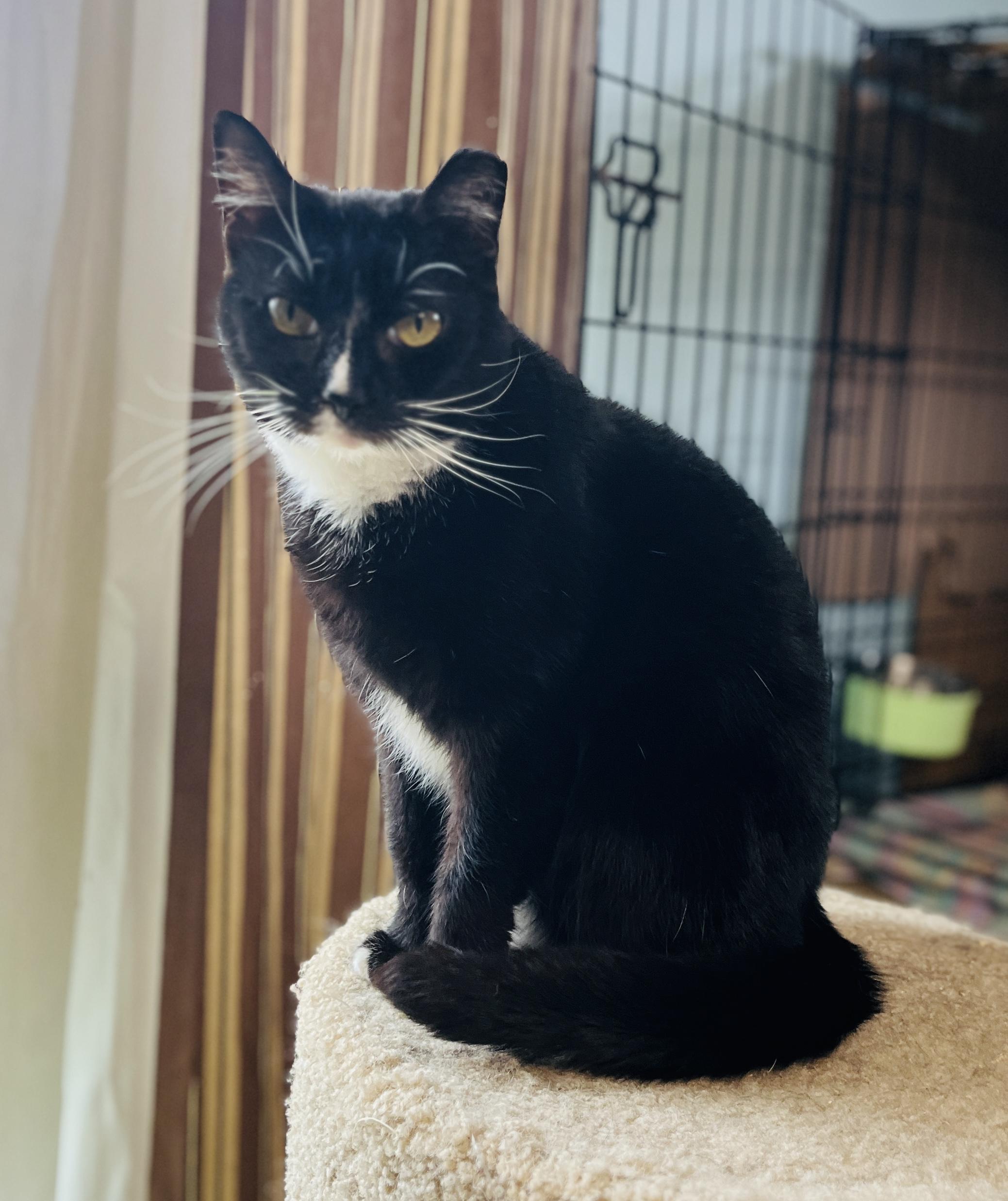 Enlarge NIMBLE NADINE, a Adoptable Domestic Short Hair in Spotsylvania, VA image 3/5