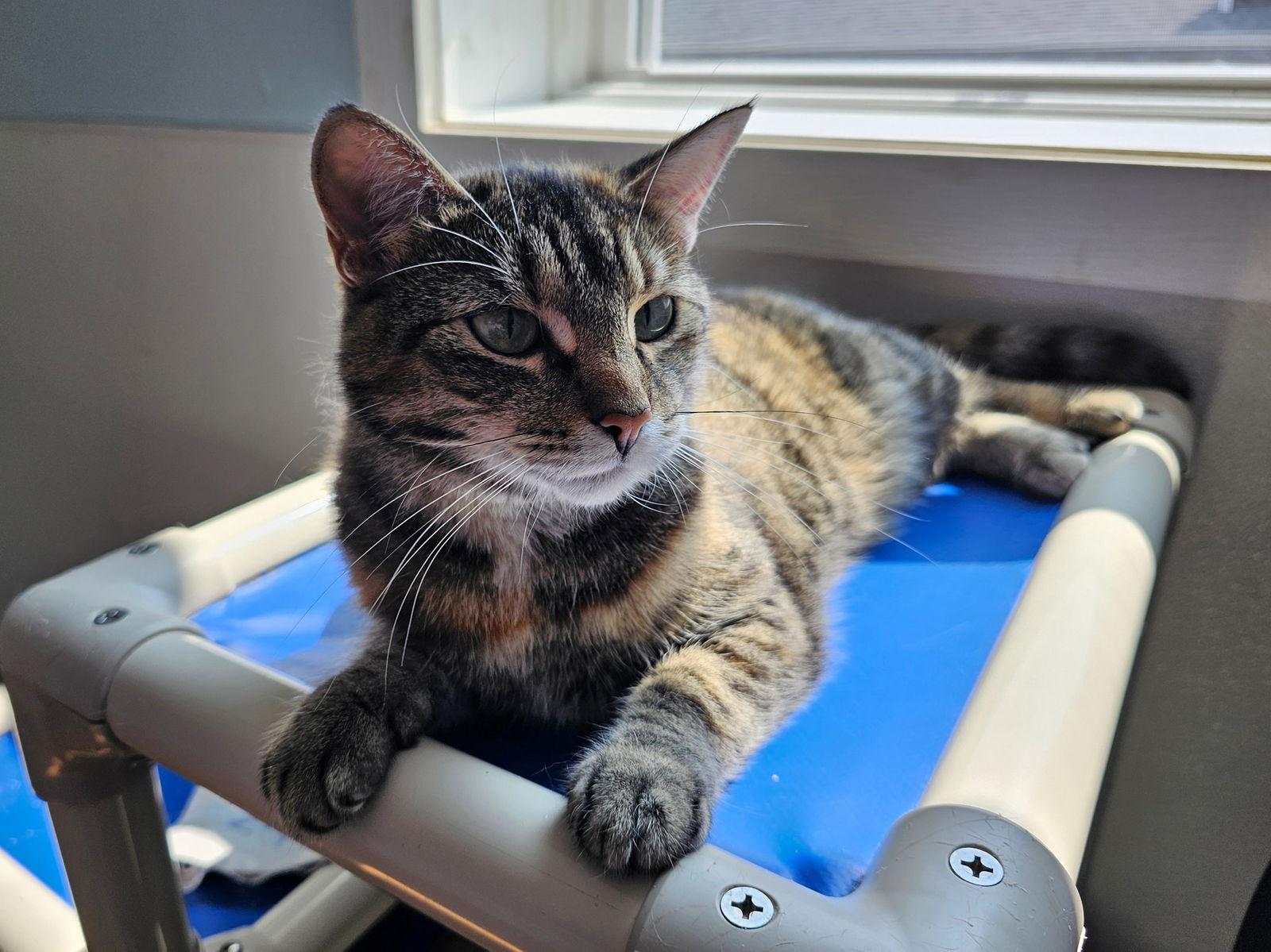 Star #2, a Adoptable Torbie in Cedar Rapids, IA image 1/3