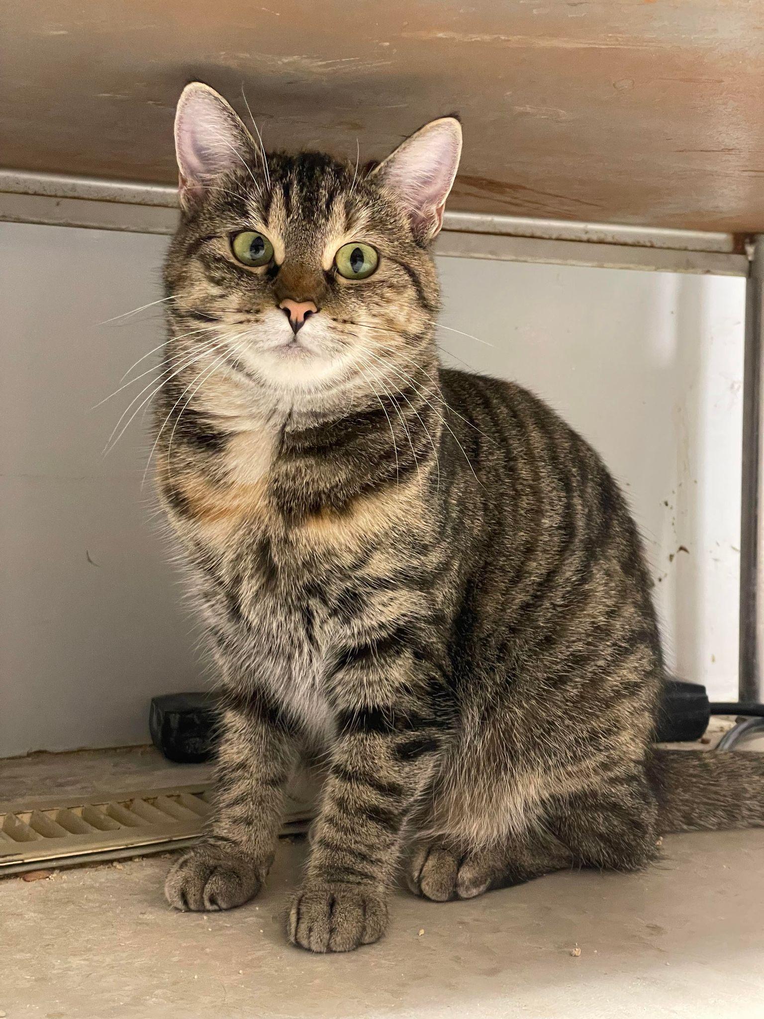 Star #2, a Adoptable Torbie in Cedar Rapids, IA image 2/3