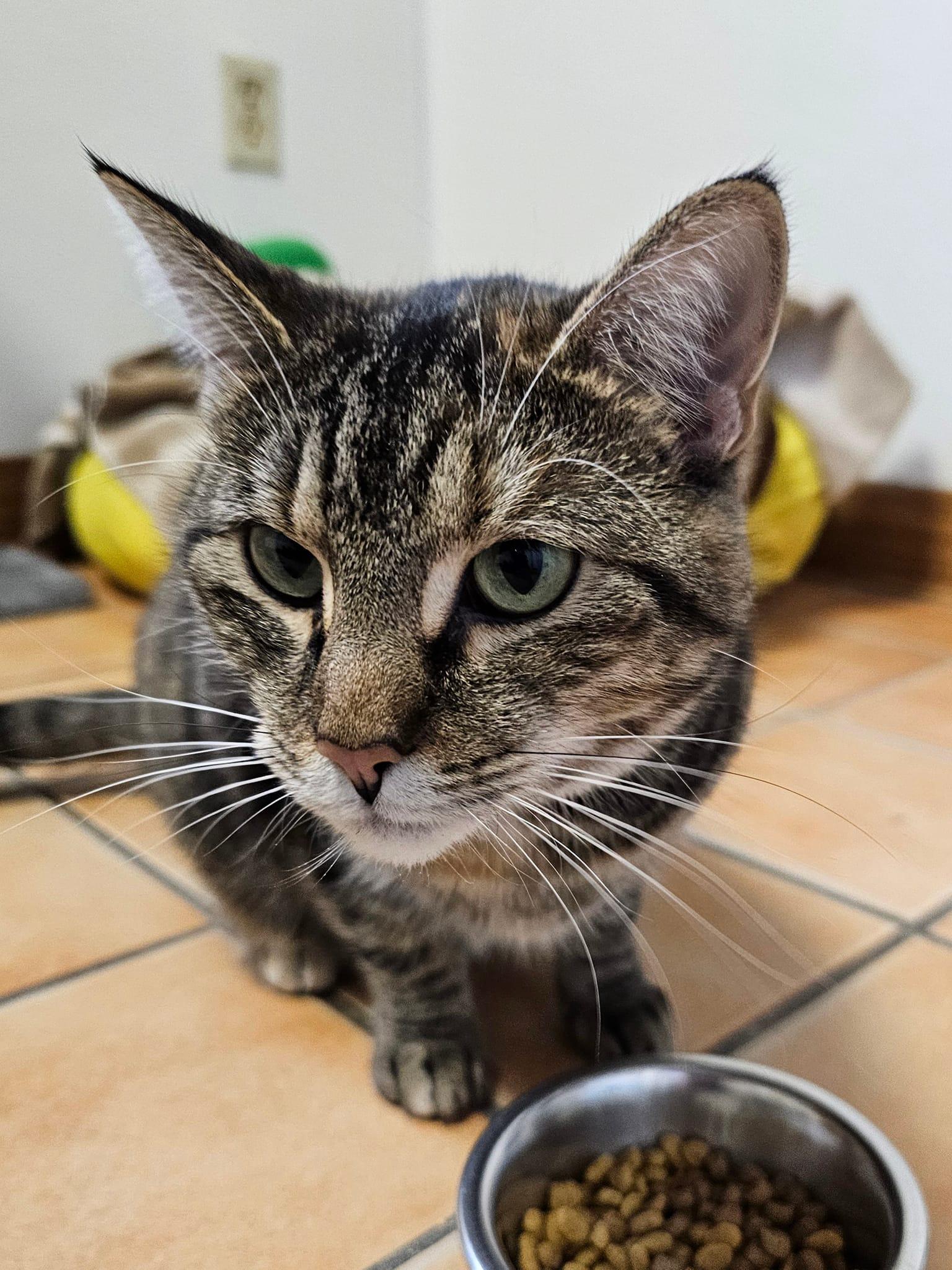 Star #2, a Adoptable Torbie in Cedar Rapids, IA image 3/3