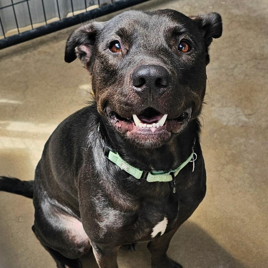 Athena, Adoptable, Adult Female Mixed Breed.