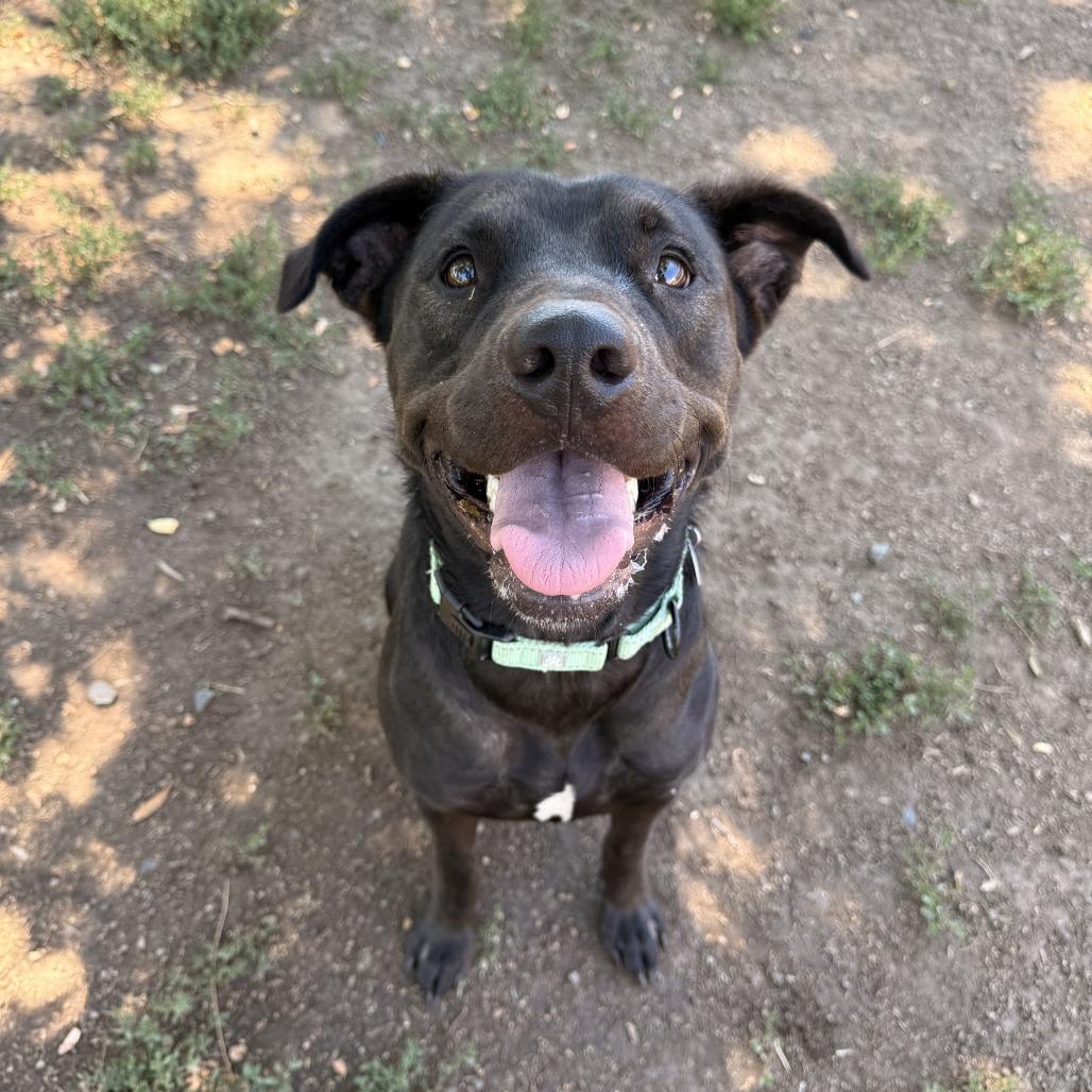 Athena, a Adoptable Mixed Breed in Medford, OR image 2/2