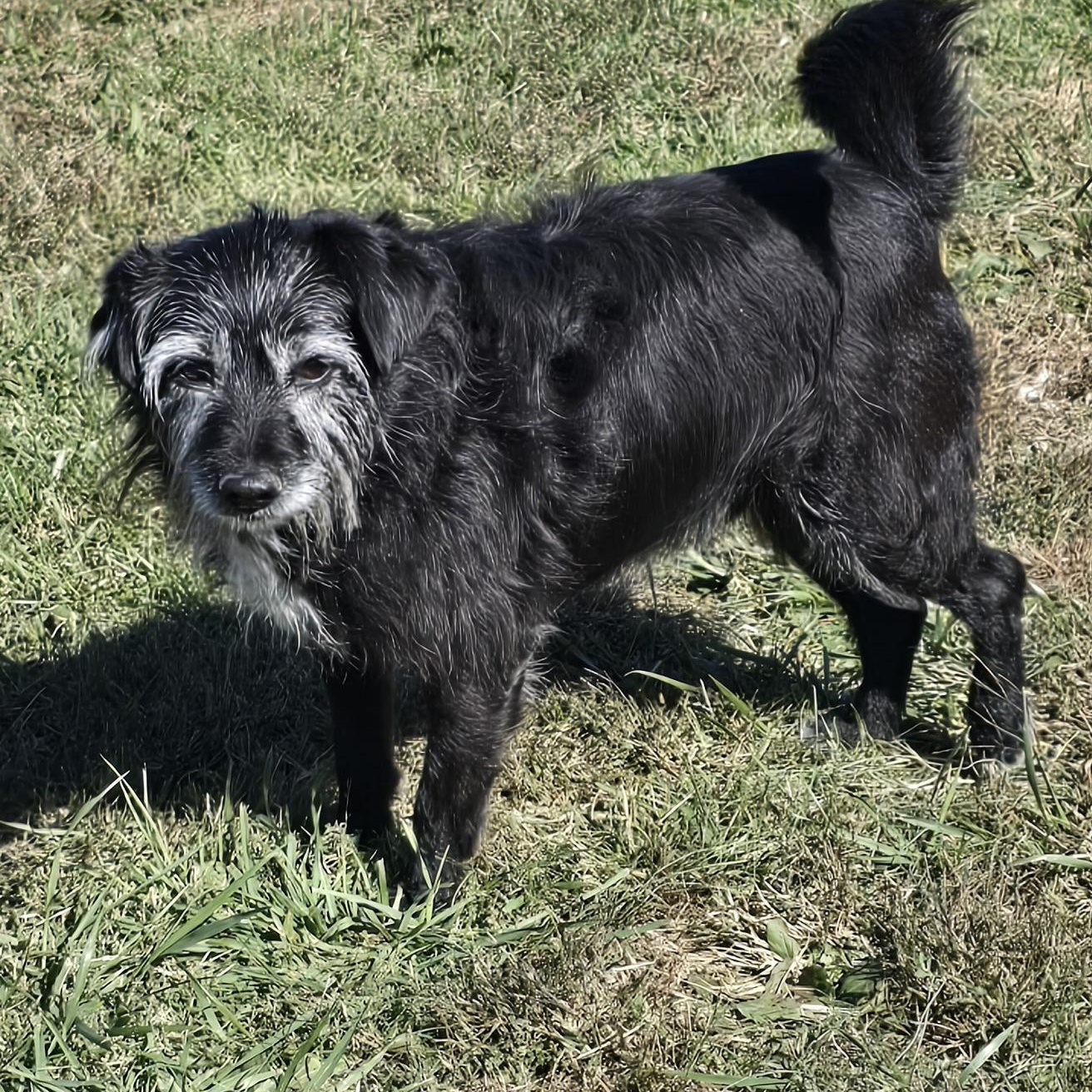 Harlow, adoptable, Adult Male Mixed Breed.
