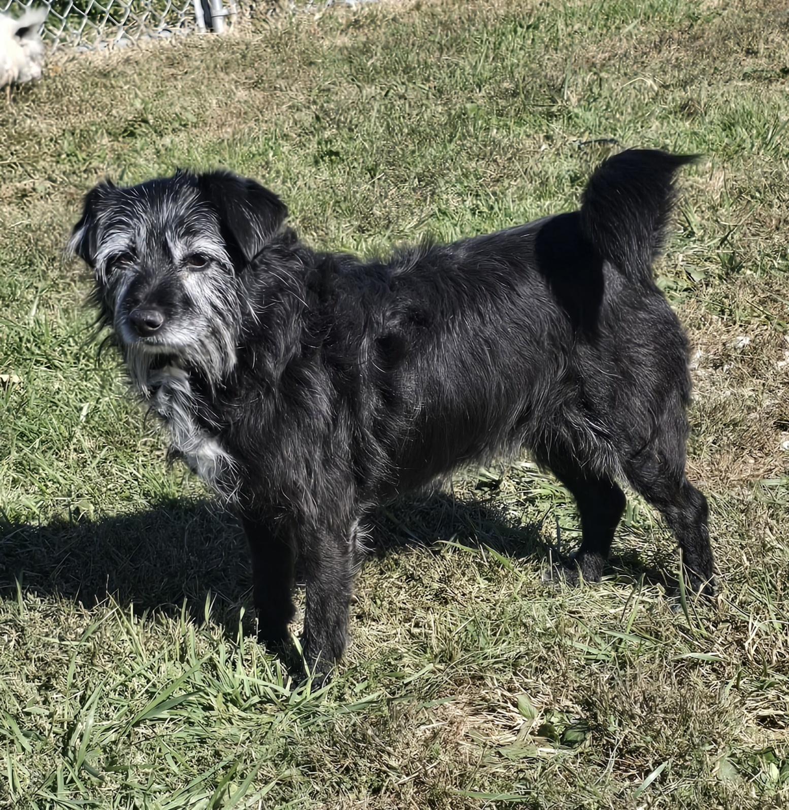 Enlarge Harlow, an adoptable mixed breed in Terre Haute, IN image 2/2
