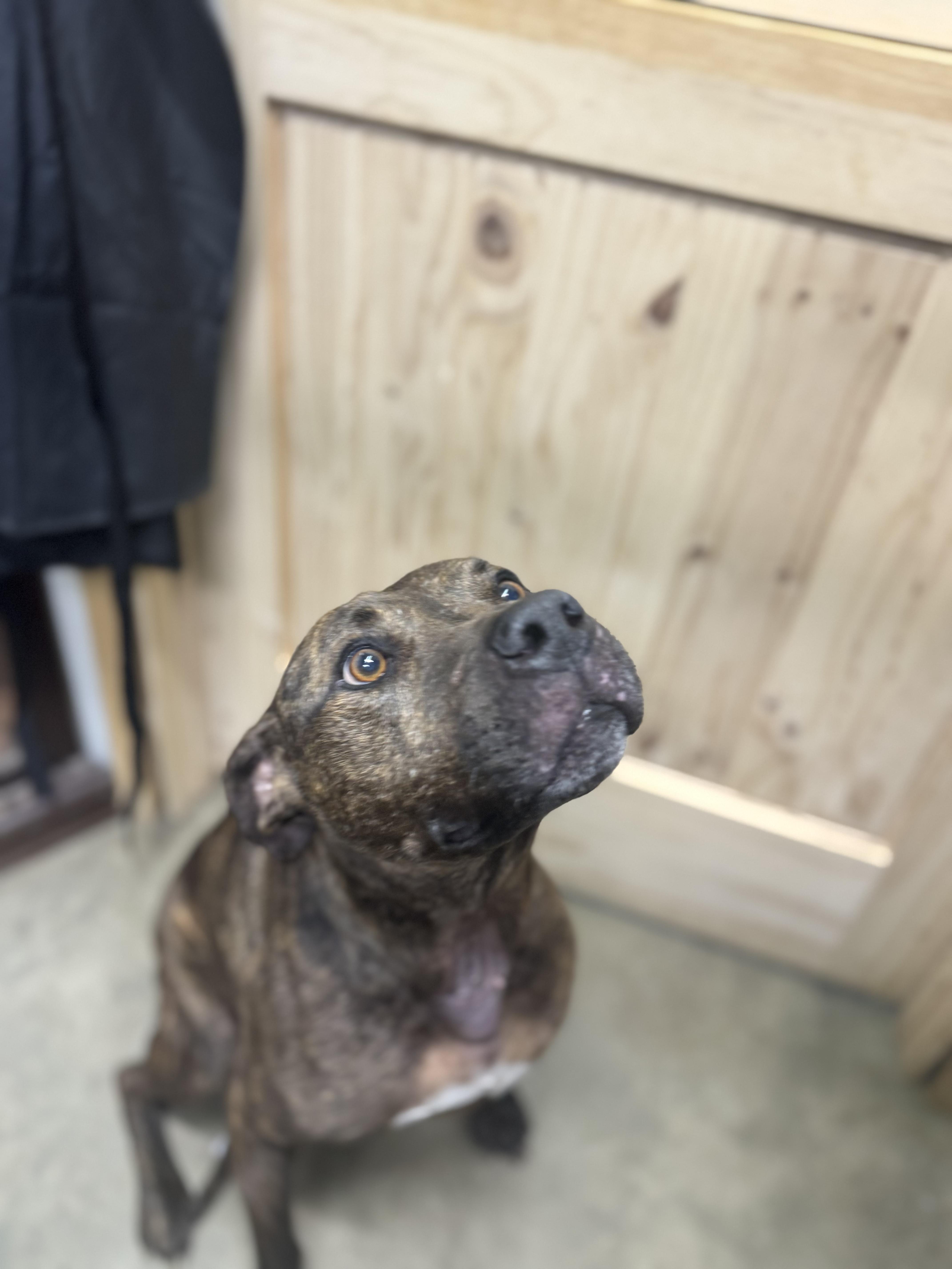 Bo, Adoptable, Adult Male Pit Bull Terrier.