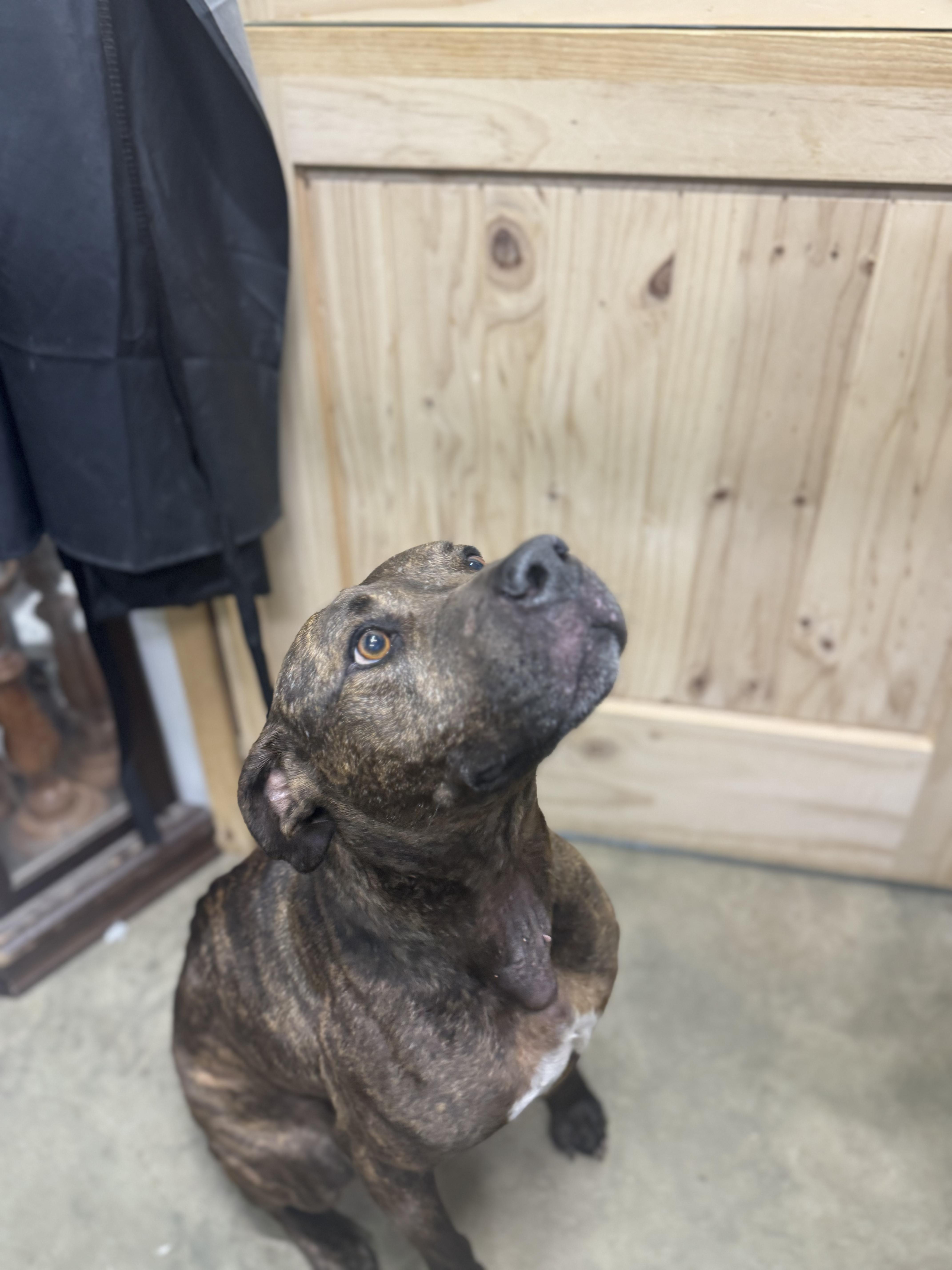 Enlarge Bo, a Adoptable Pit Bull Terrier in Carlise , AR image 3/4