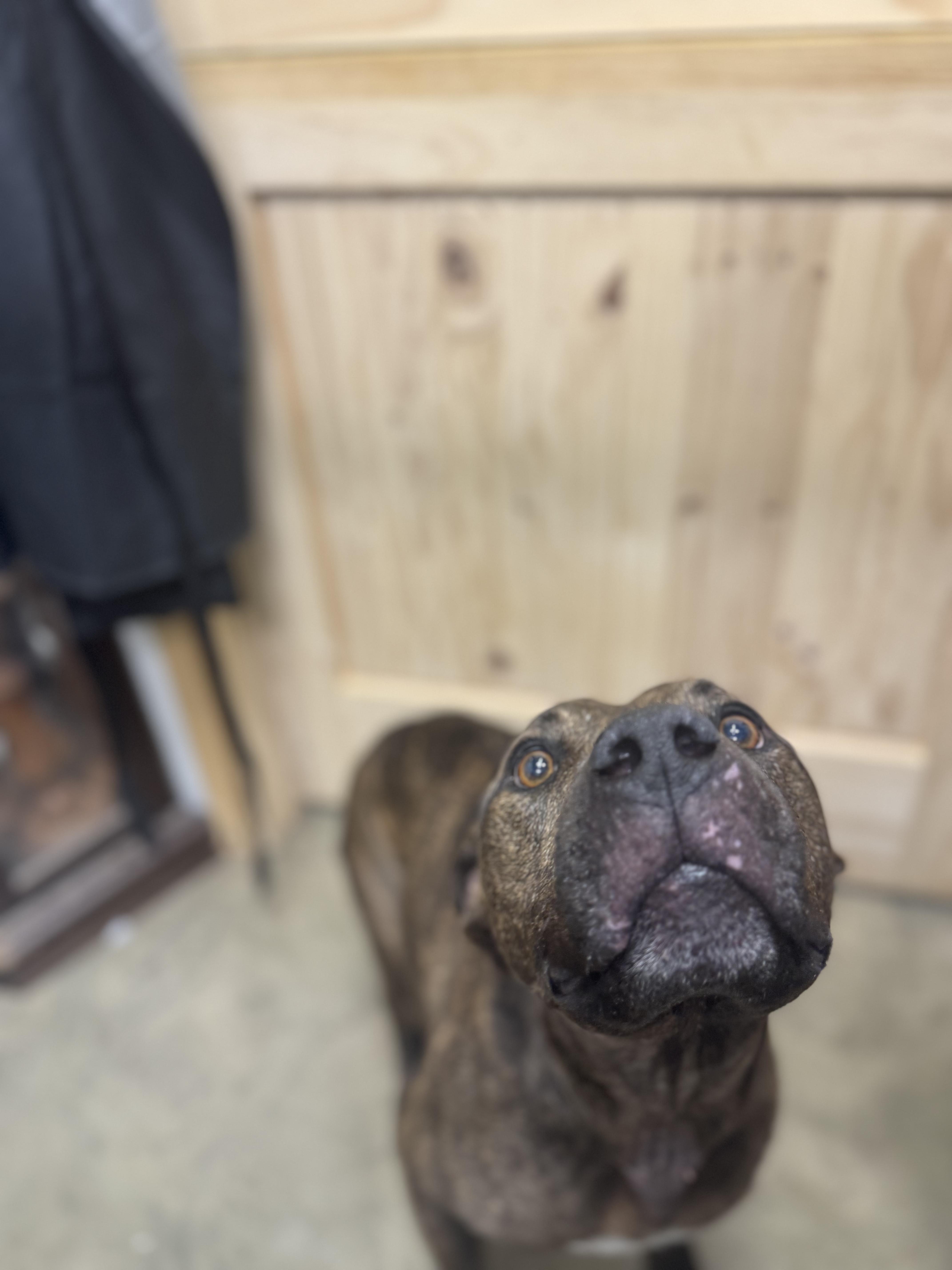 Enlarge Bo, a Adoptable Pit Bull Terrier in Carlise , AR image 2/4