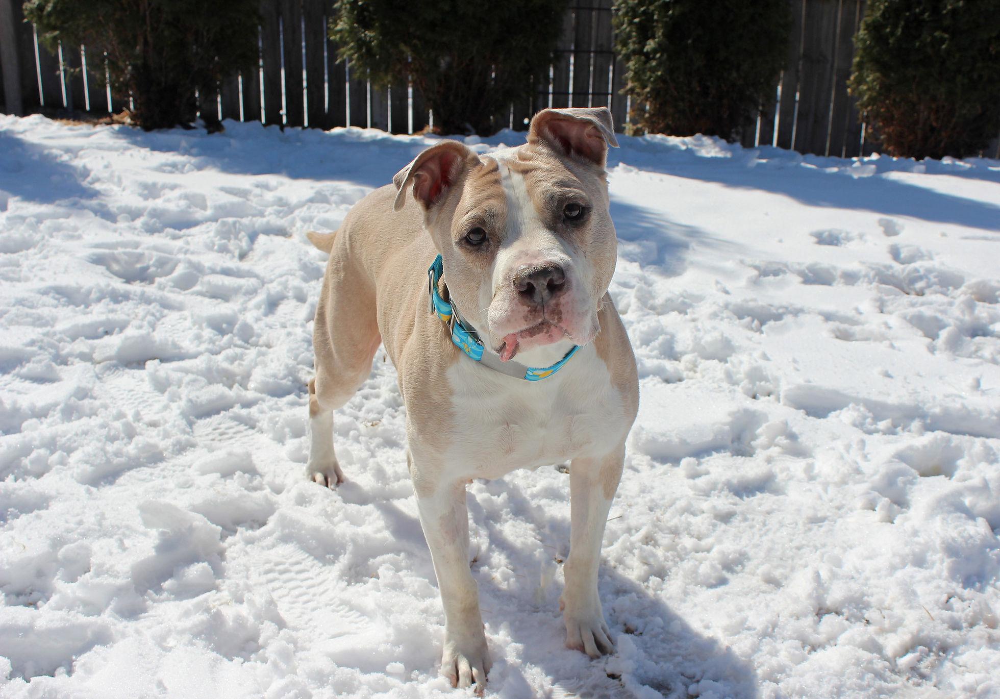 Tyson photo 3