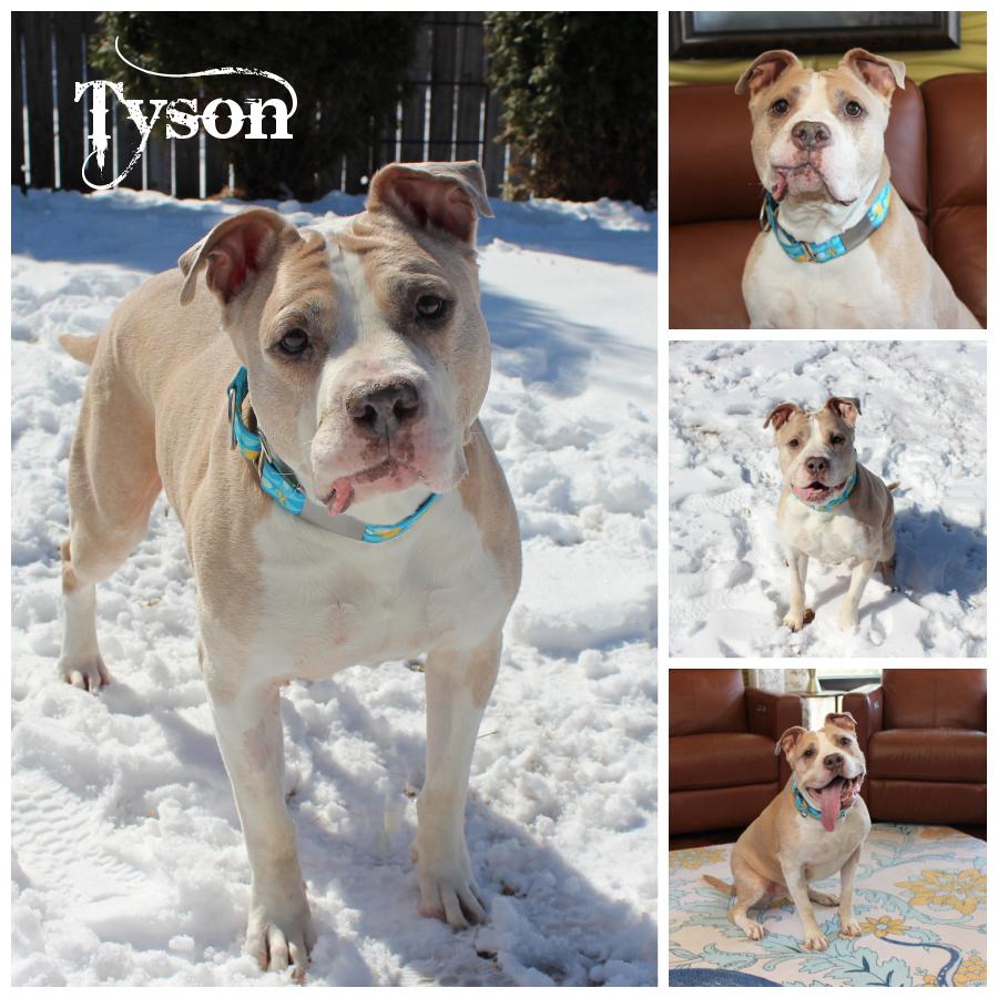 Tyson, Senior Male Terrier