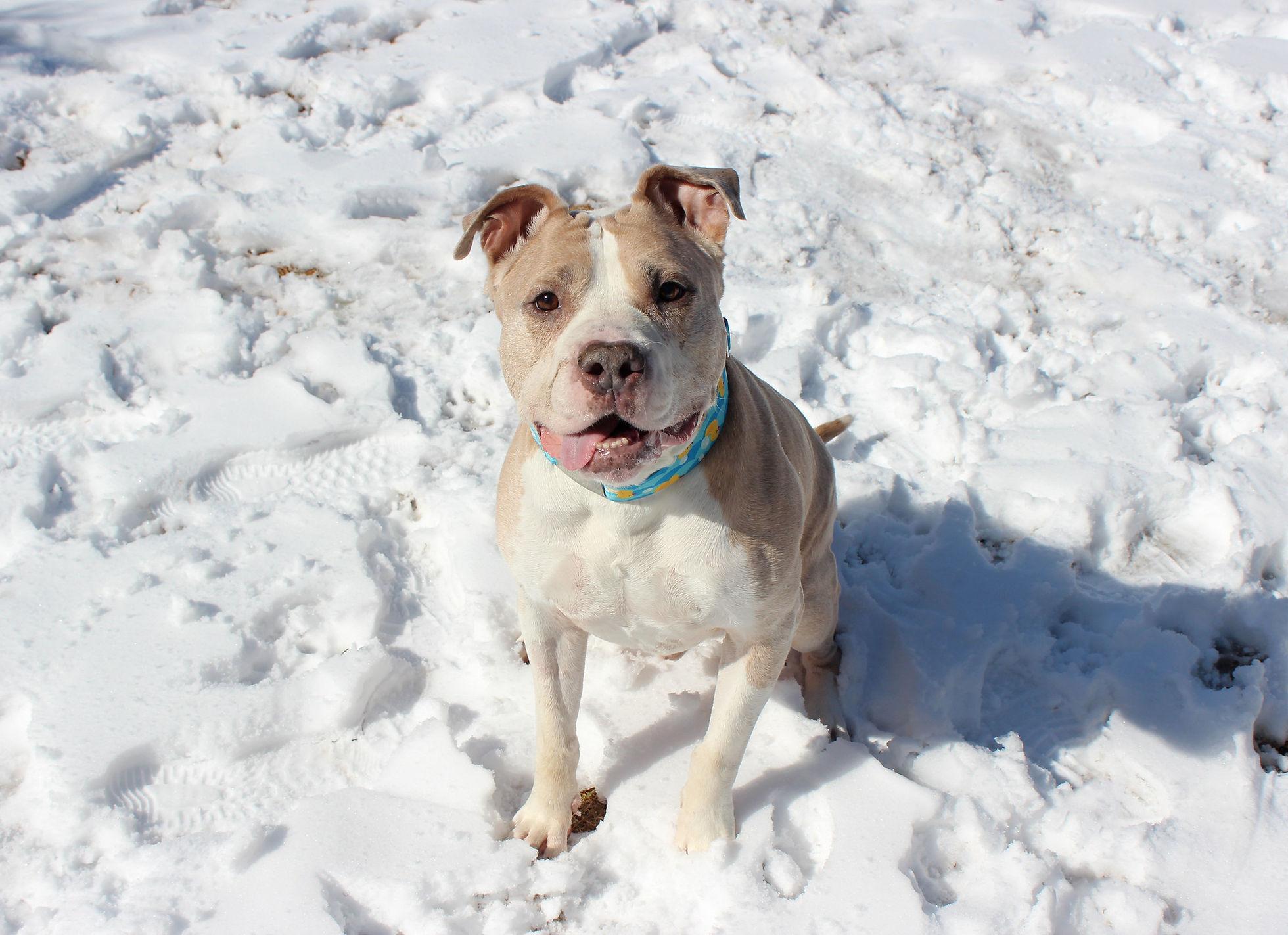 Tyson photo 6