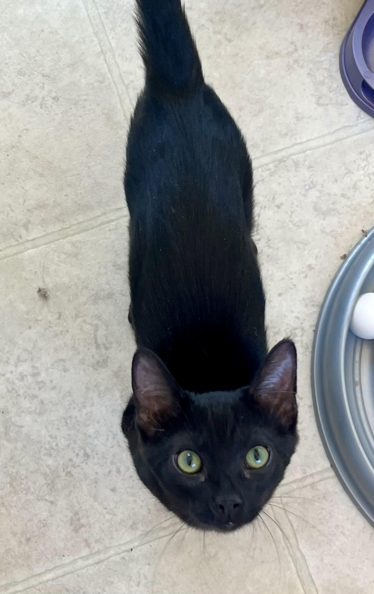 Enlarge Journey, a Adopted Domestic Short Hair in Lancaster, CA image 4/6