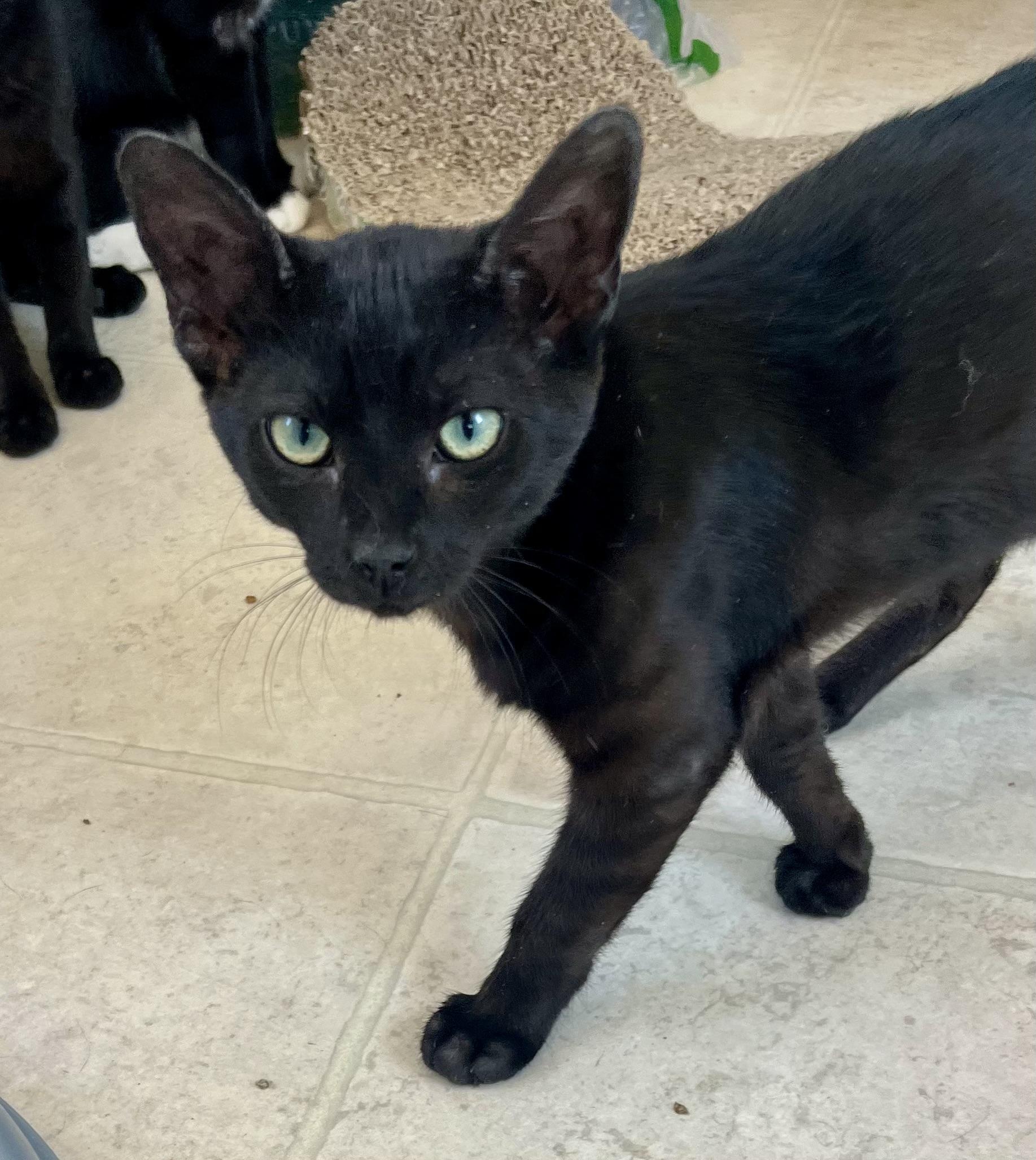 Enlarge Journey, a Adopted Domestic Short Hair in Lancaster, CA image 2/6