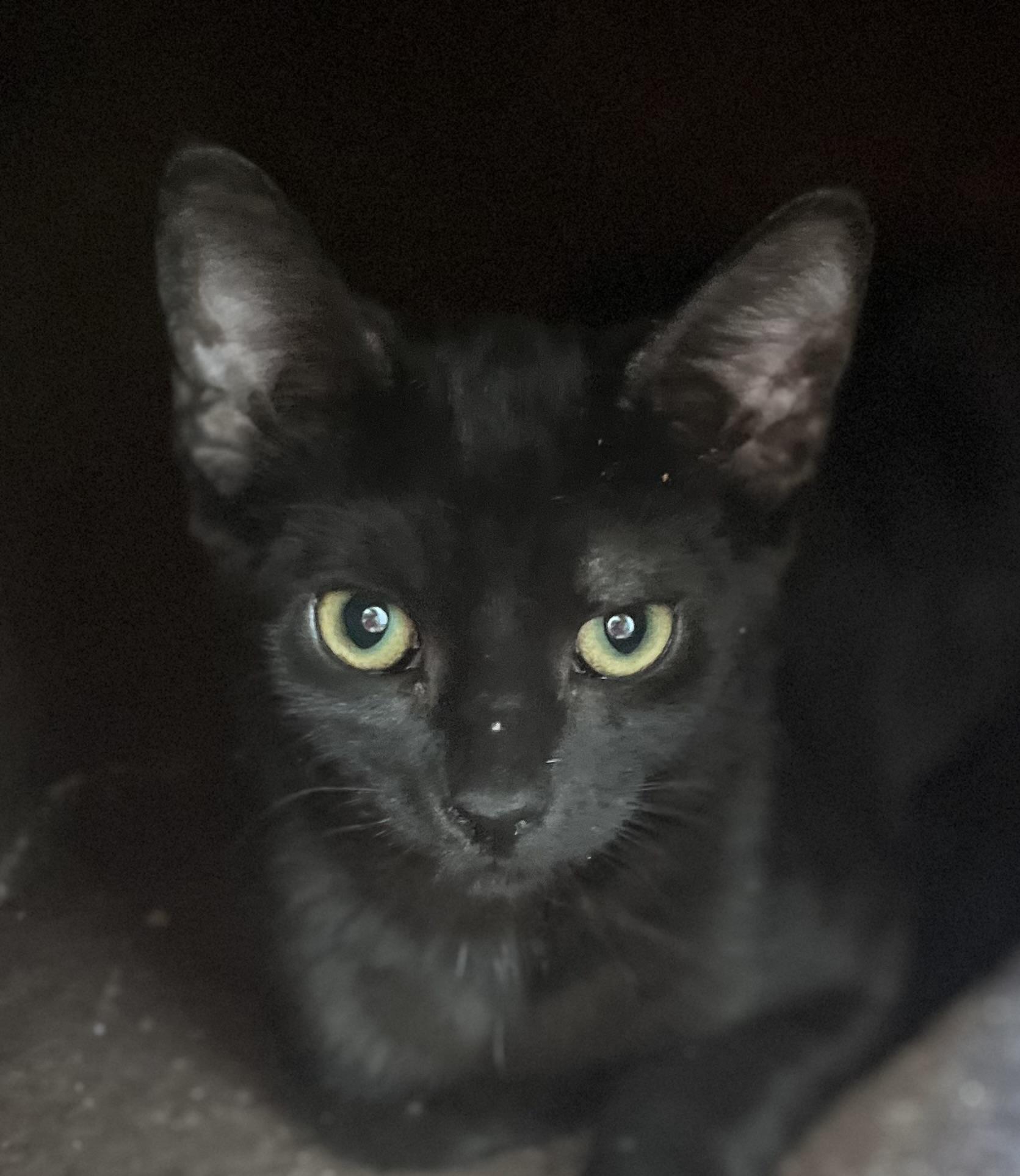 Enlarge Journey, a Adopted Domestic Short Hair in Lancaster, CA image 6/6