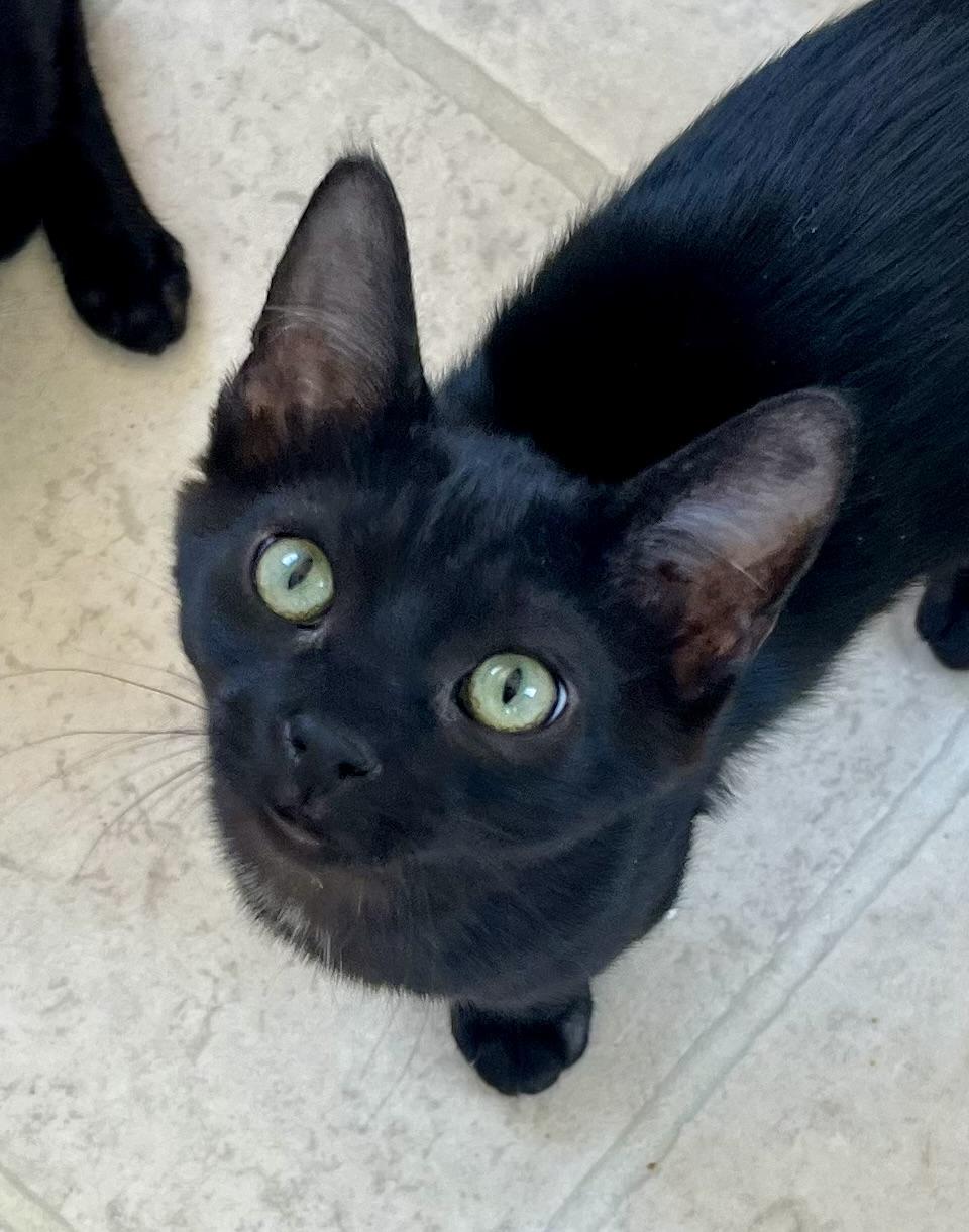 Enlarge Journey, a Adopted Domestic Short Hair in Lancaster, CA image 1/6