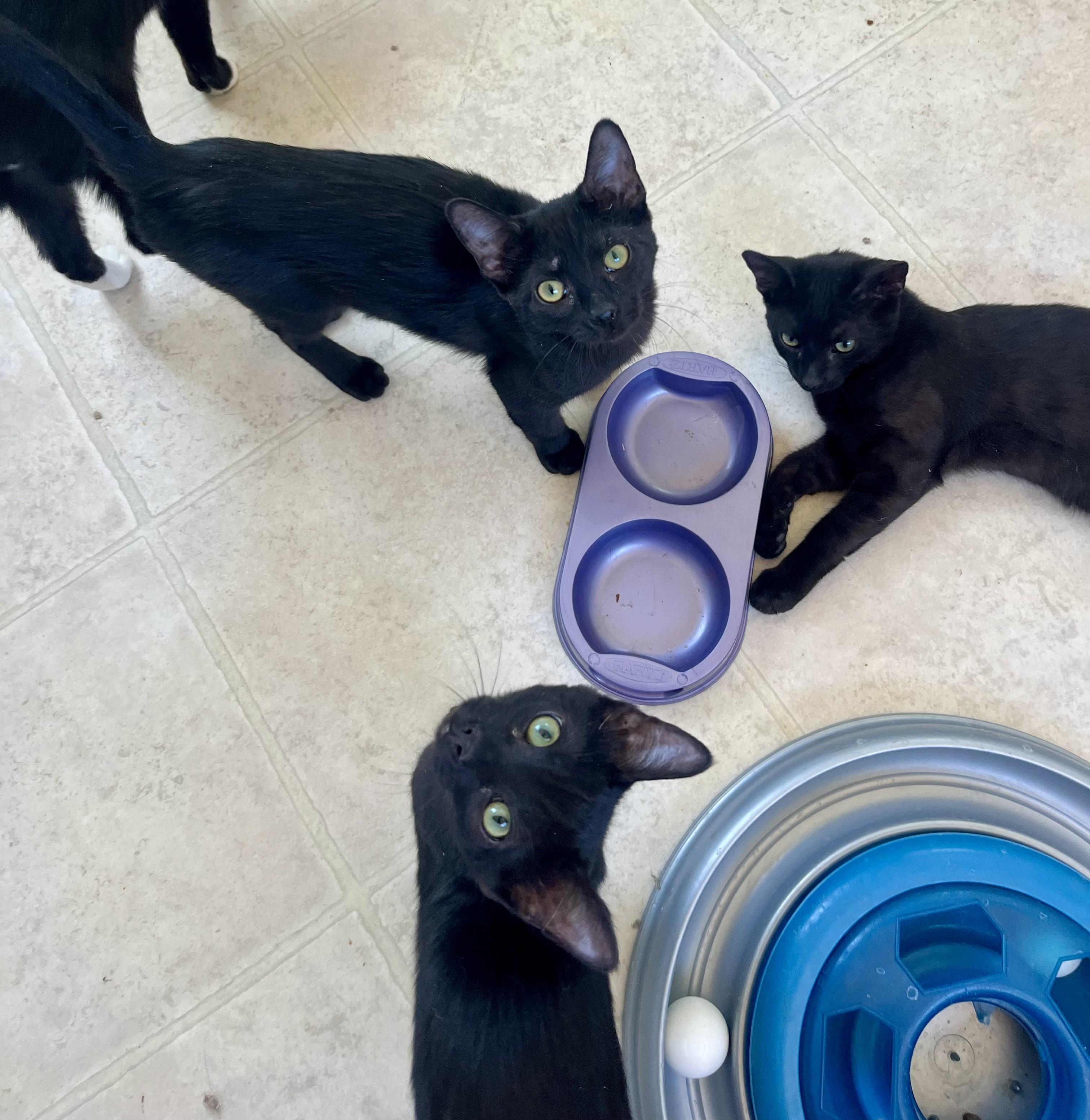 Enlarge Journey, a Adopted Domestic Short Hair in Lancaster, CA image 5/6