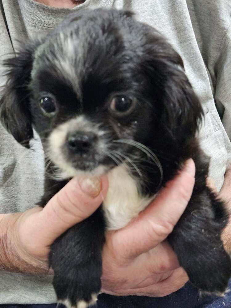 BIANCA, Adopted, Puppy Female Shih Tzu.
