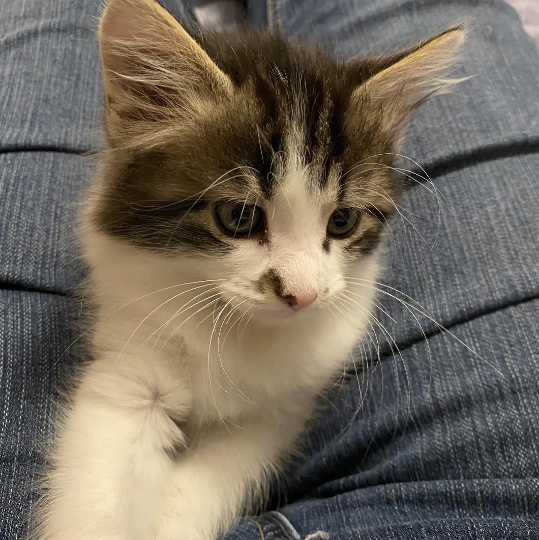 Babe, a Adoptable mixed breed in Omaha, NE image 2/3