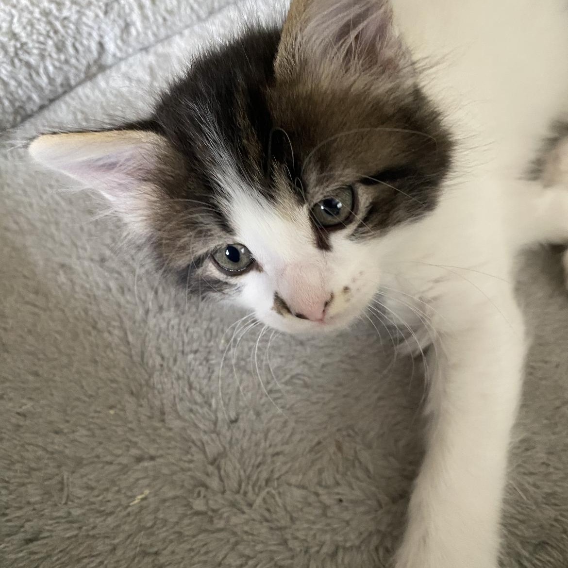 Babe, a Adoptable mixed breed in Omaha, NE image 3/3