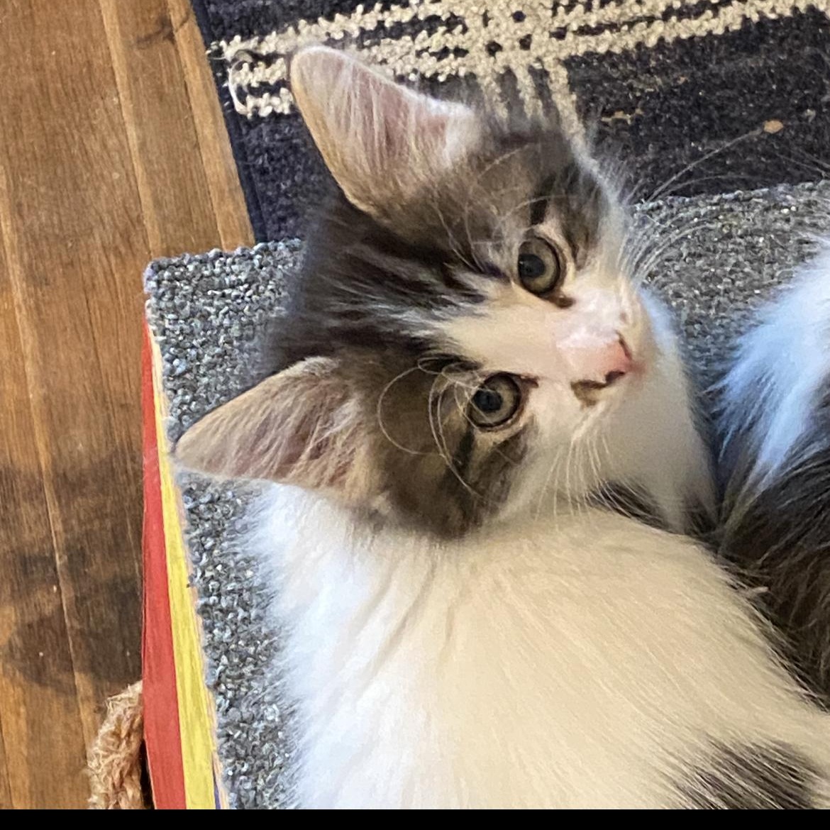 Babe, a Adoptable mixed breed in Omaha, NE image 1/3