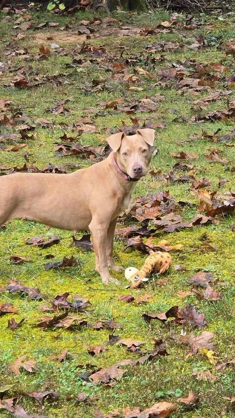 Tippi, Adoptable, Young Female Weimaraner & Chocolate Labrador Retriever.