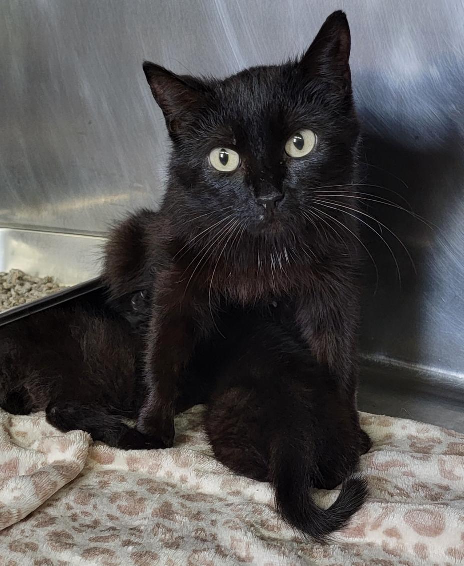 Mary Allen (Spayed) (Empty-Nester)