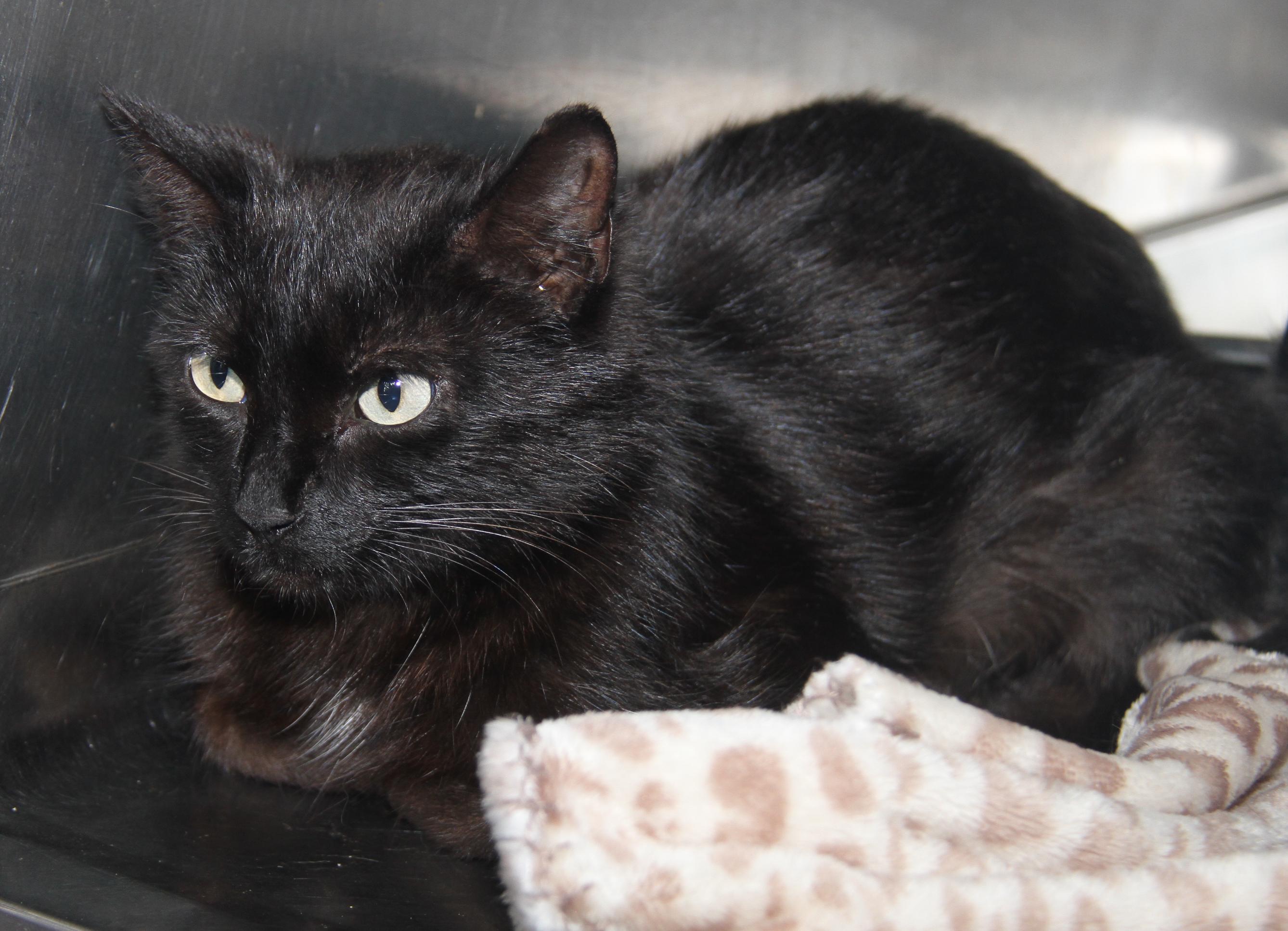 Mary Allen (Spayed) (Empty-Nester)