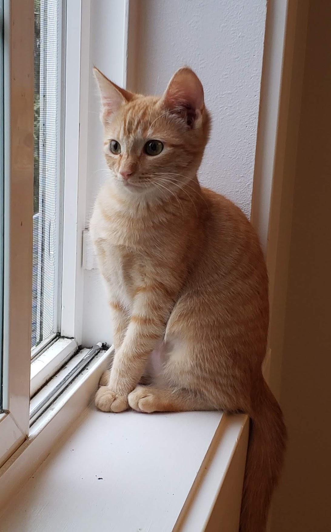 Ginger Snap, a ADOPTABLE mixed breed in Bow, WA image 1/4