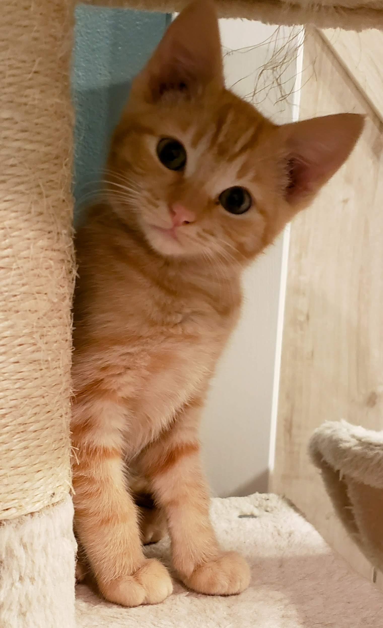 Ginger Snap, a ADOPTABLE mixed breed in Bow, WA image 2/4