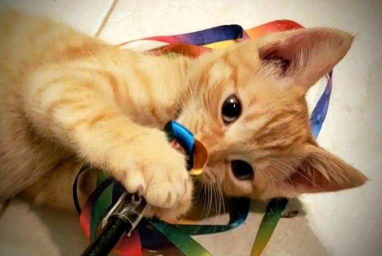 Ginger Snap, a ADOPTABLE mixed breed in Bow, WA image 3/4