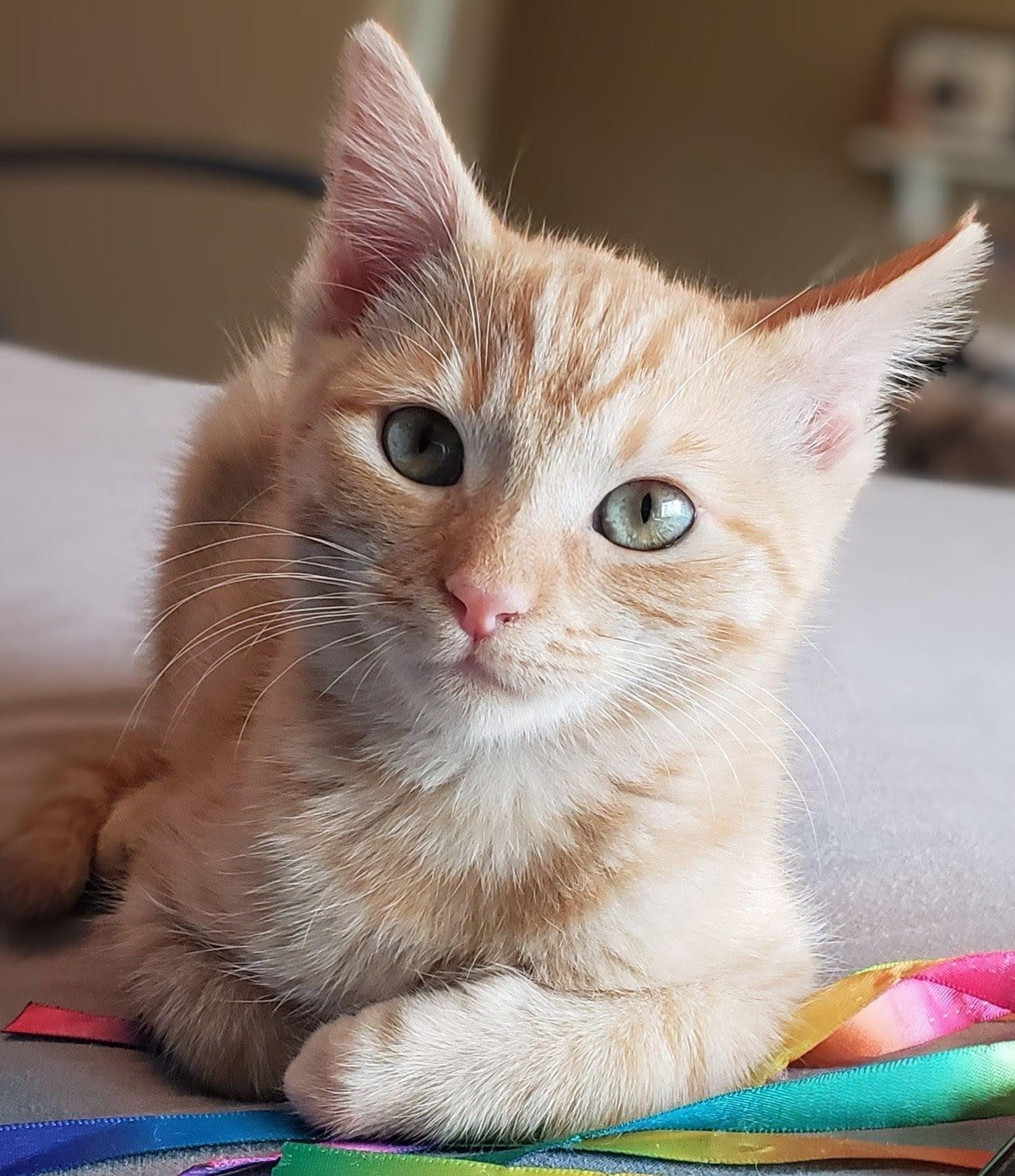 Ginger Snap, ADOPTABLE, Kitten Female Tabby & Tiger.